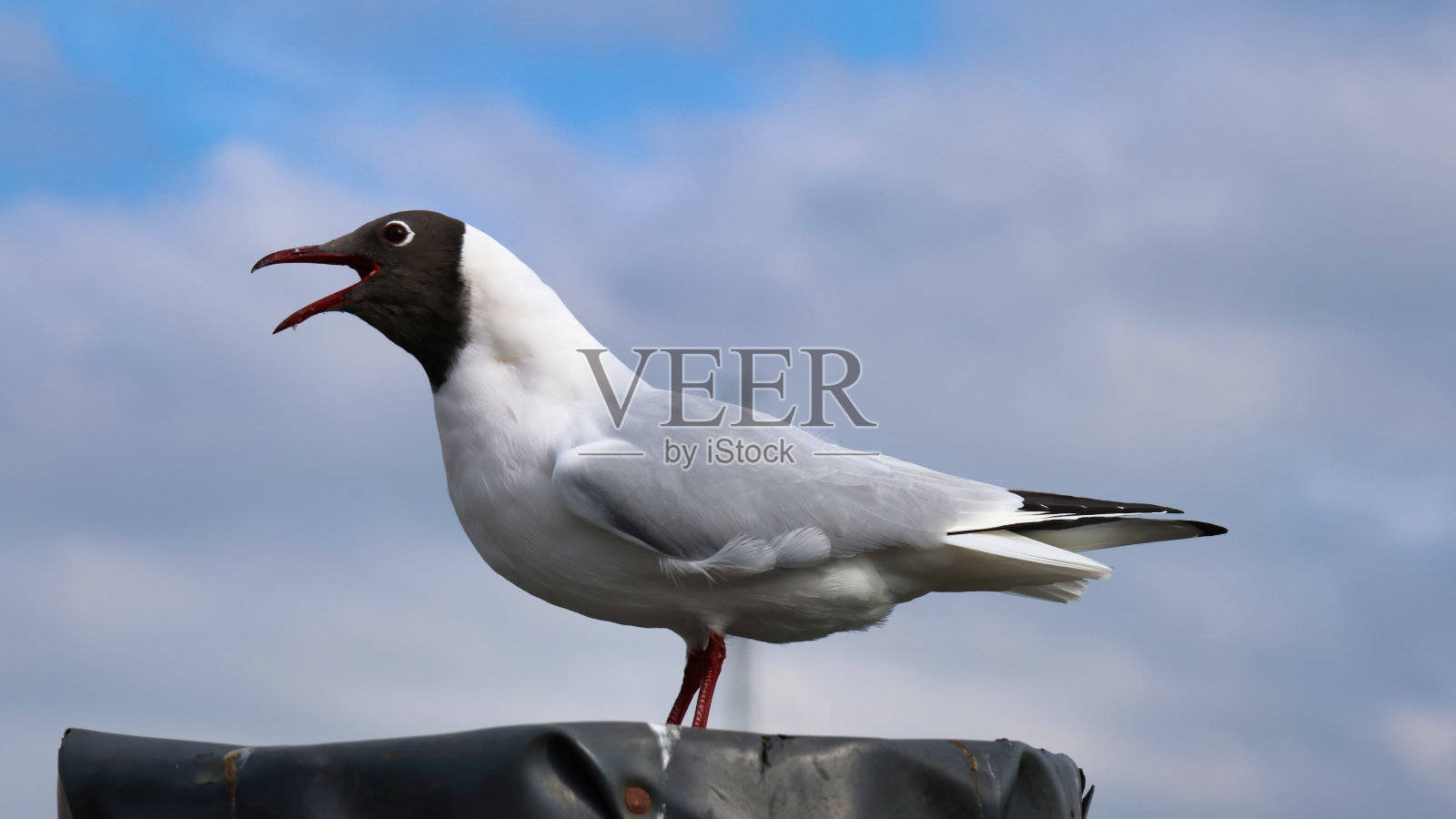 一只栖息在杆子上的黑头海鸥的特写镜头照片摄影图片