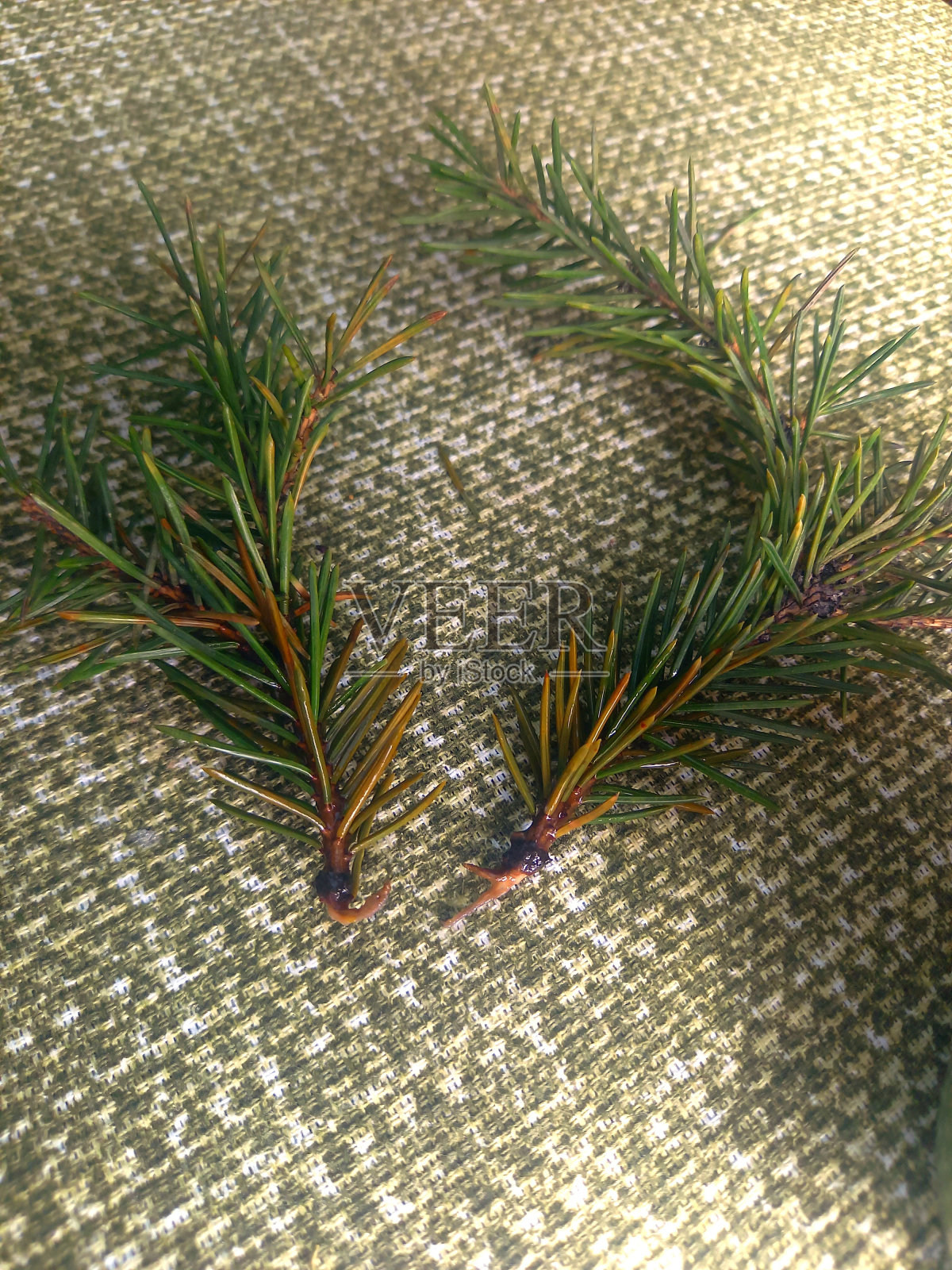 从树枝长成一棵树照片摄影图片