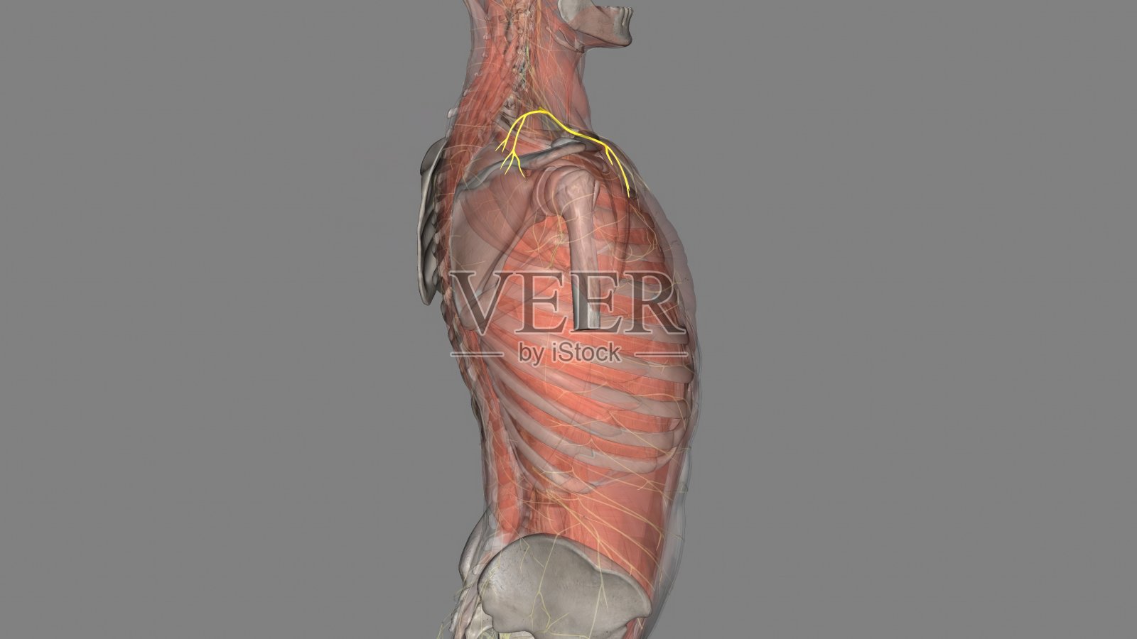 肩胛上神经是臂丛上干的外侧分支照片摄影图片