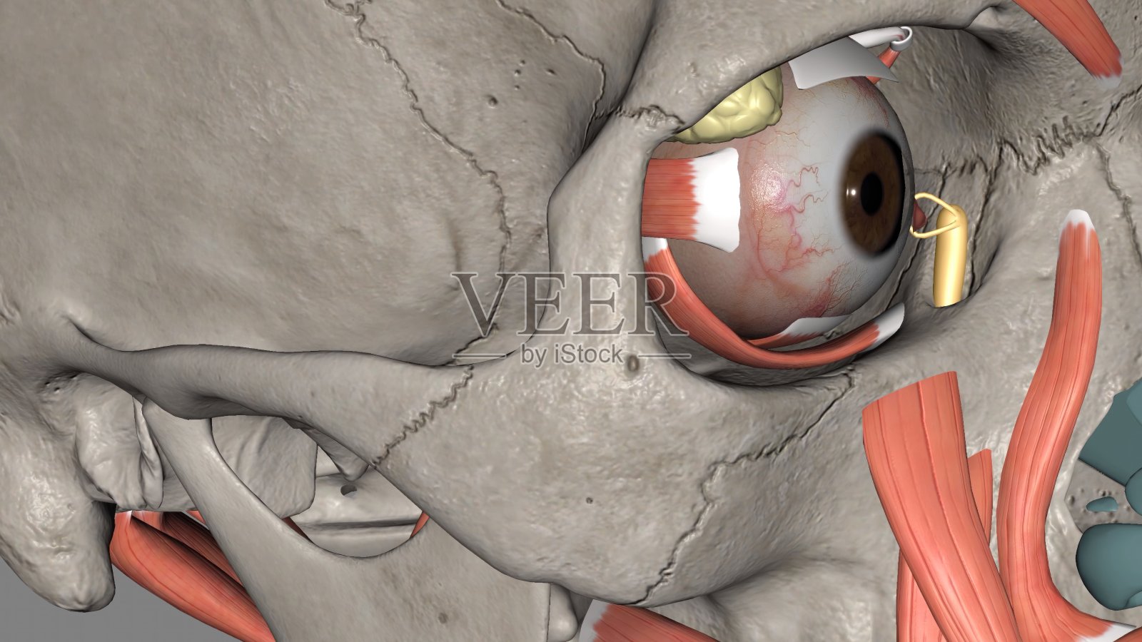 泪囊位于眶内壁前部的窝内照片摄影图片