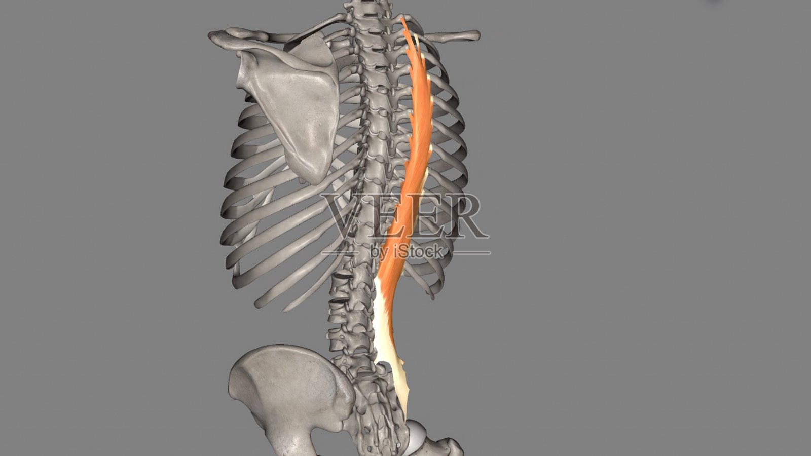 胸最长肌是竖脊肌中最大的一块照片摄影图片