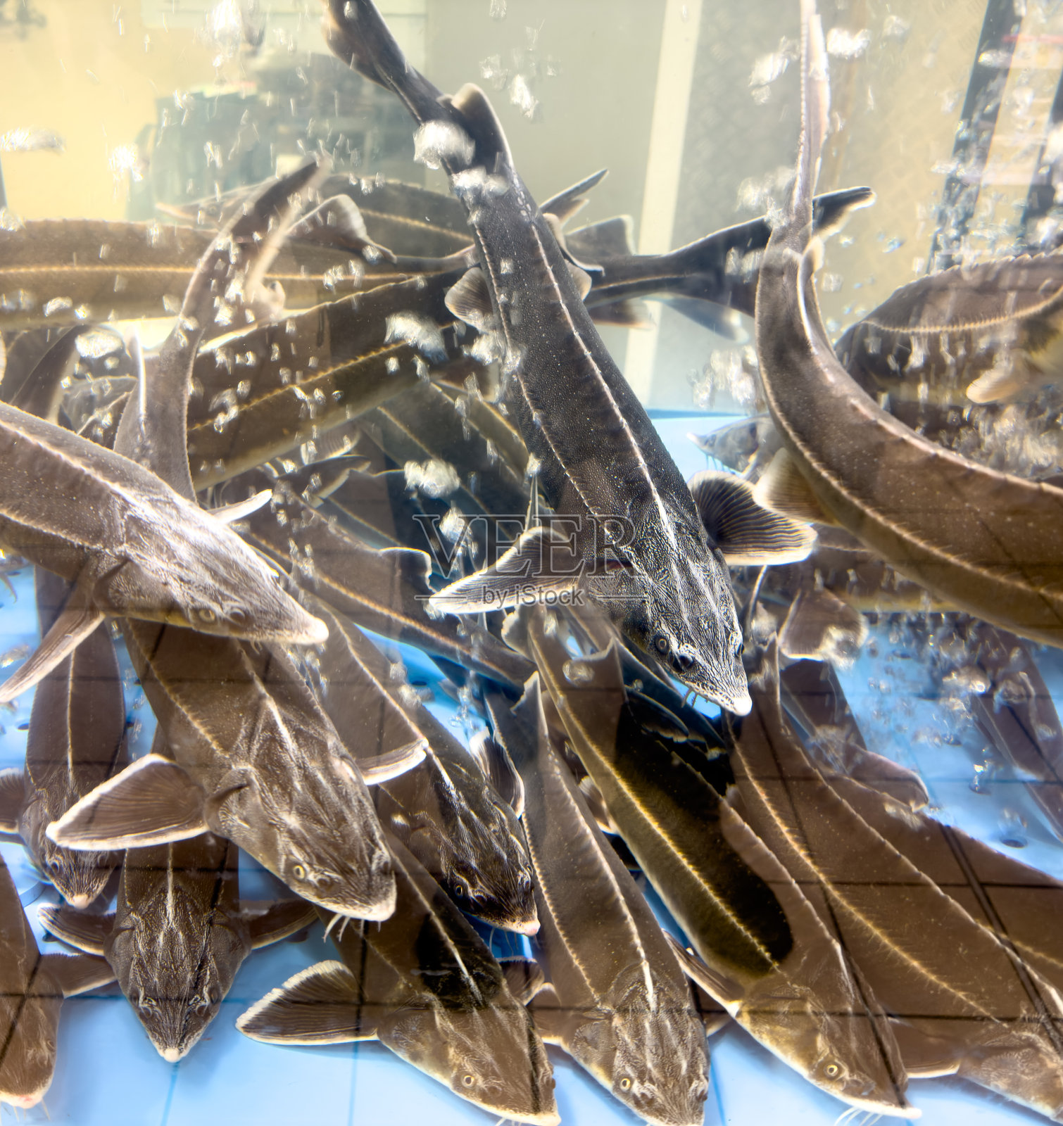 鲟鱼在水族馆里游泳照片摄影图片