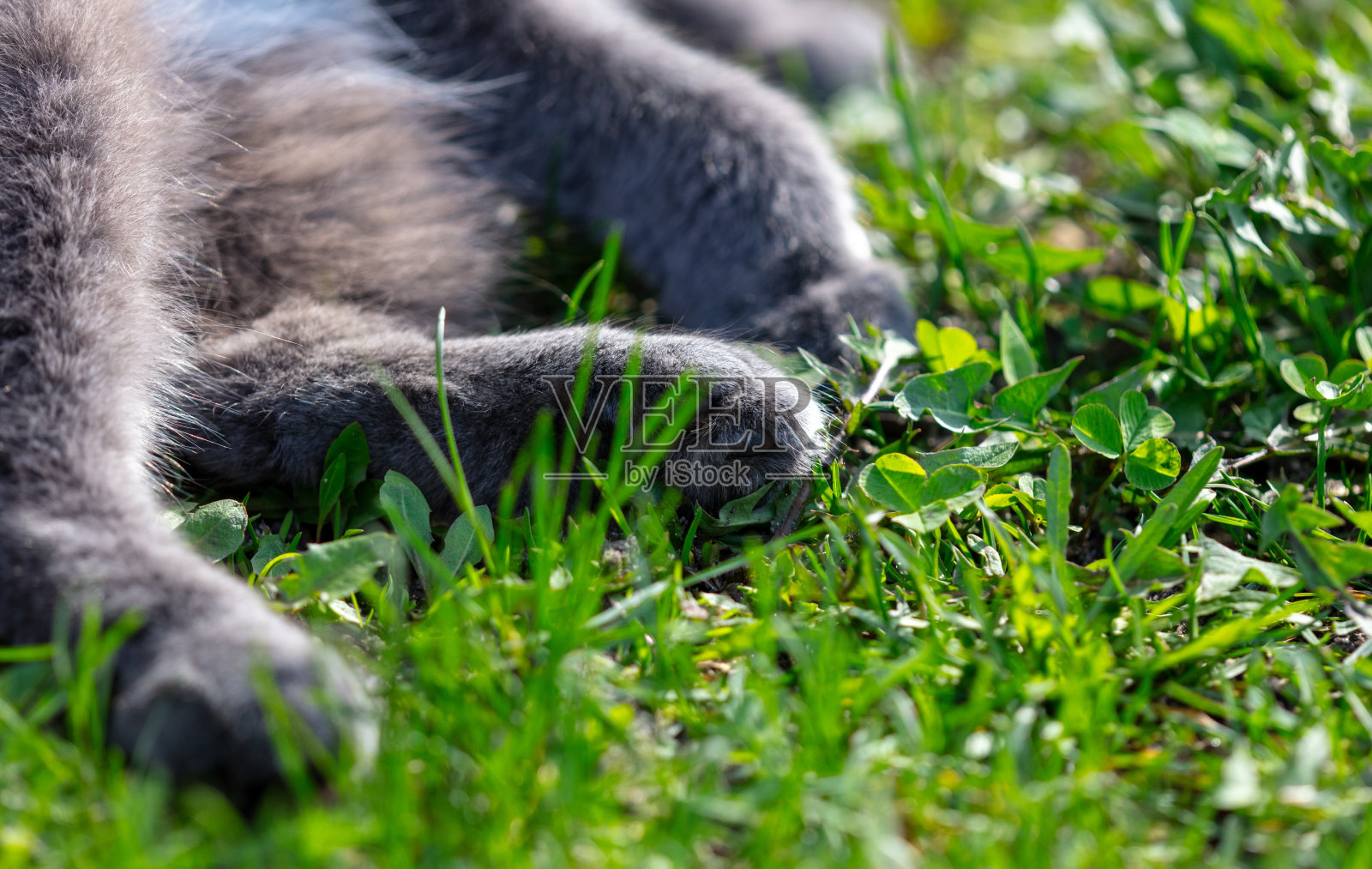 灰猫躺在公园的绿草地上。有选择性的重点照片摄影图片