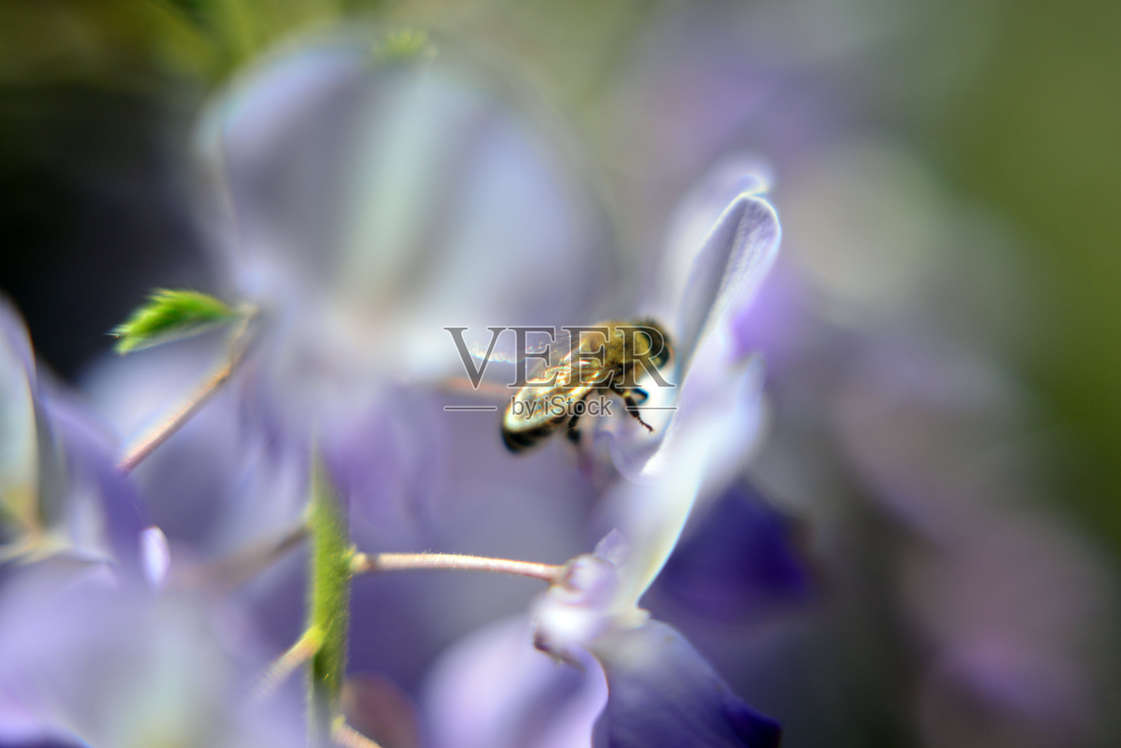 紫藤植物和蜜蜂照片摄影图片