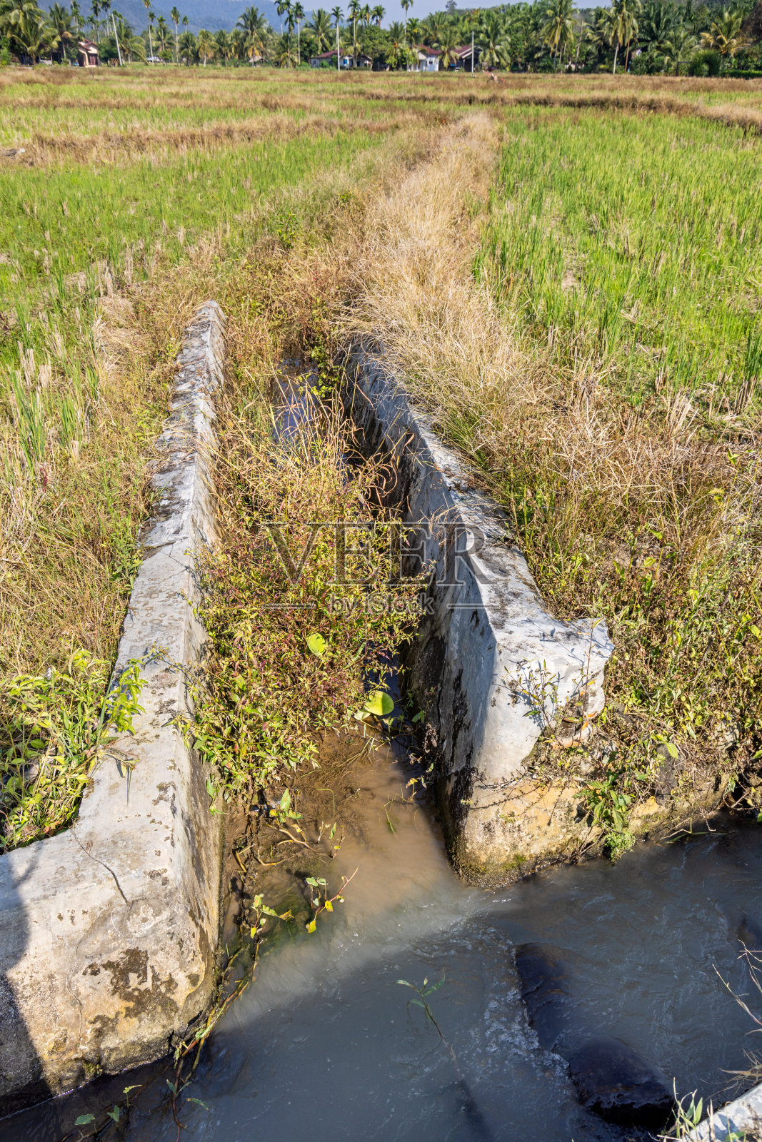 稻田之间的水渠照片摄影图片