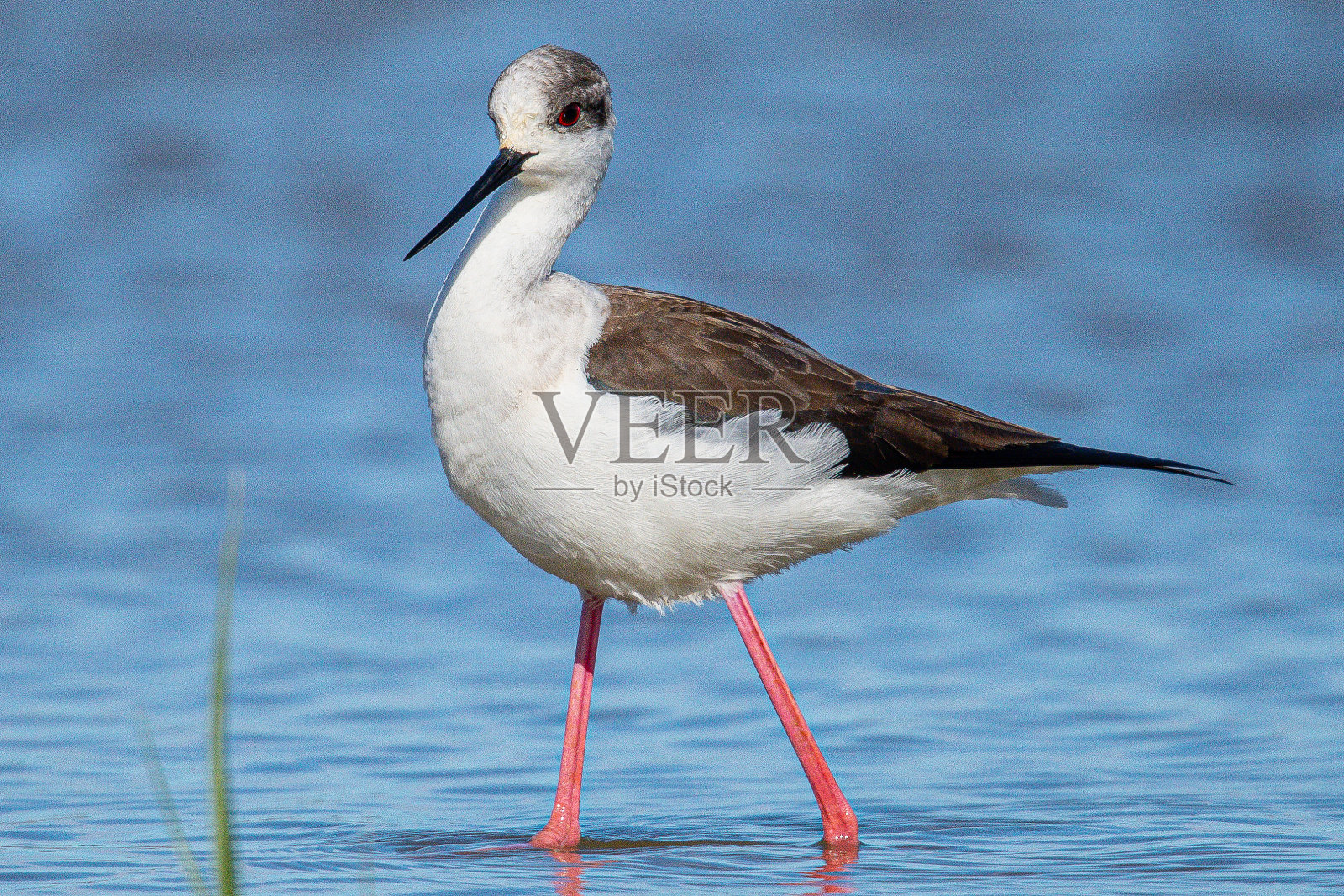 黑翅猿猴黑翅猿猴黑翼猿猴黑翼猿猴黑翼猿猴黑翼猿猴黑翼猿猴黑翼猿猴黑翼猿猴黑翼猿猴照片摄影图片