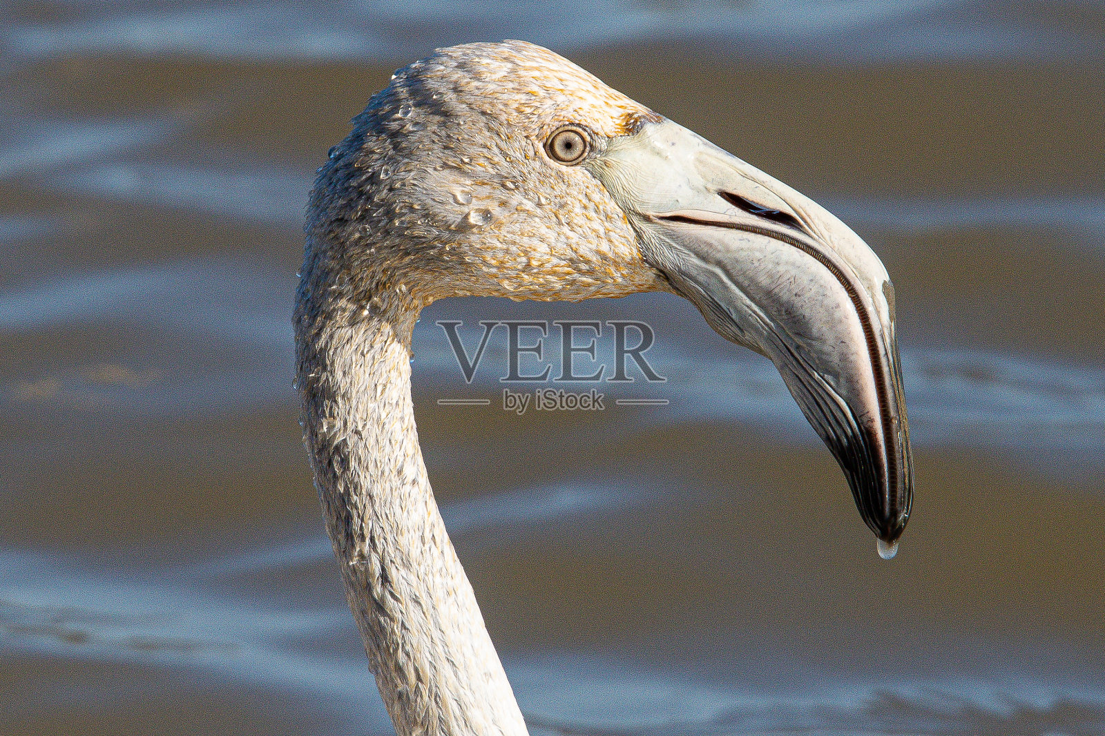 大火烈鸟(Phoenicopterus roseus)是红火烈鸟科中分布最广、体型最大的物种，常见于西班牙、欧洲的赫罗纳照片摄影图片