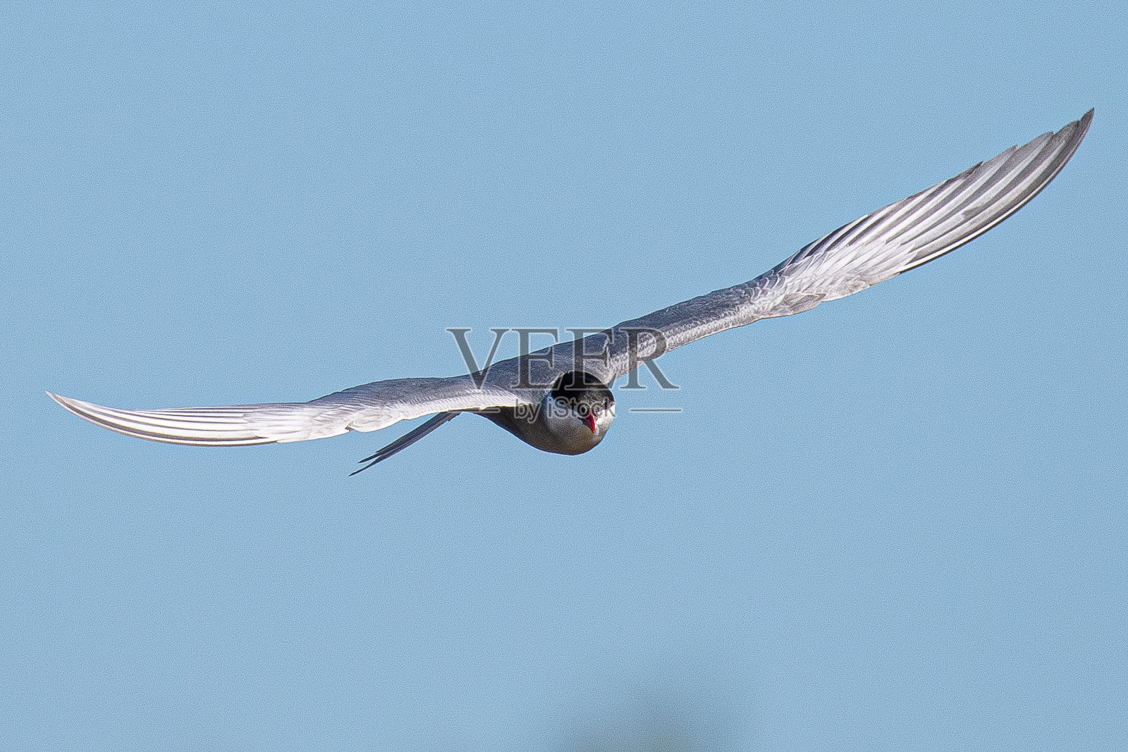 须燕鸥(Chlidonias hybrida)是Laridae科的一种燕鸥，常见于西班牙加泰罗尼亚赫罗纳照片摄影图片
