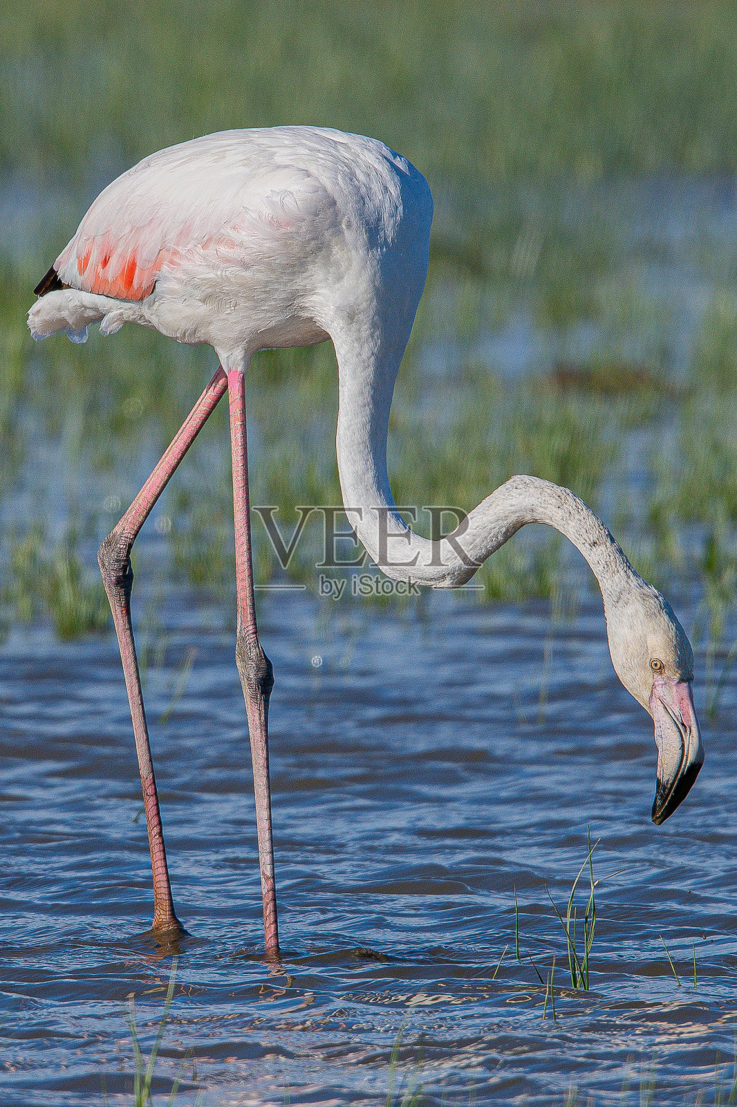 大火烈鸟(Phoenicopterus roseus)是红火烈鸟科中分布最广、体型最大的物种，常见于西班牙、欧洲的赫罗纳照片摄影图片