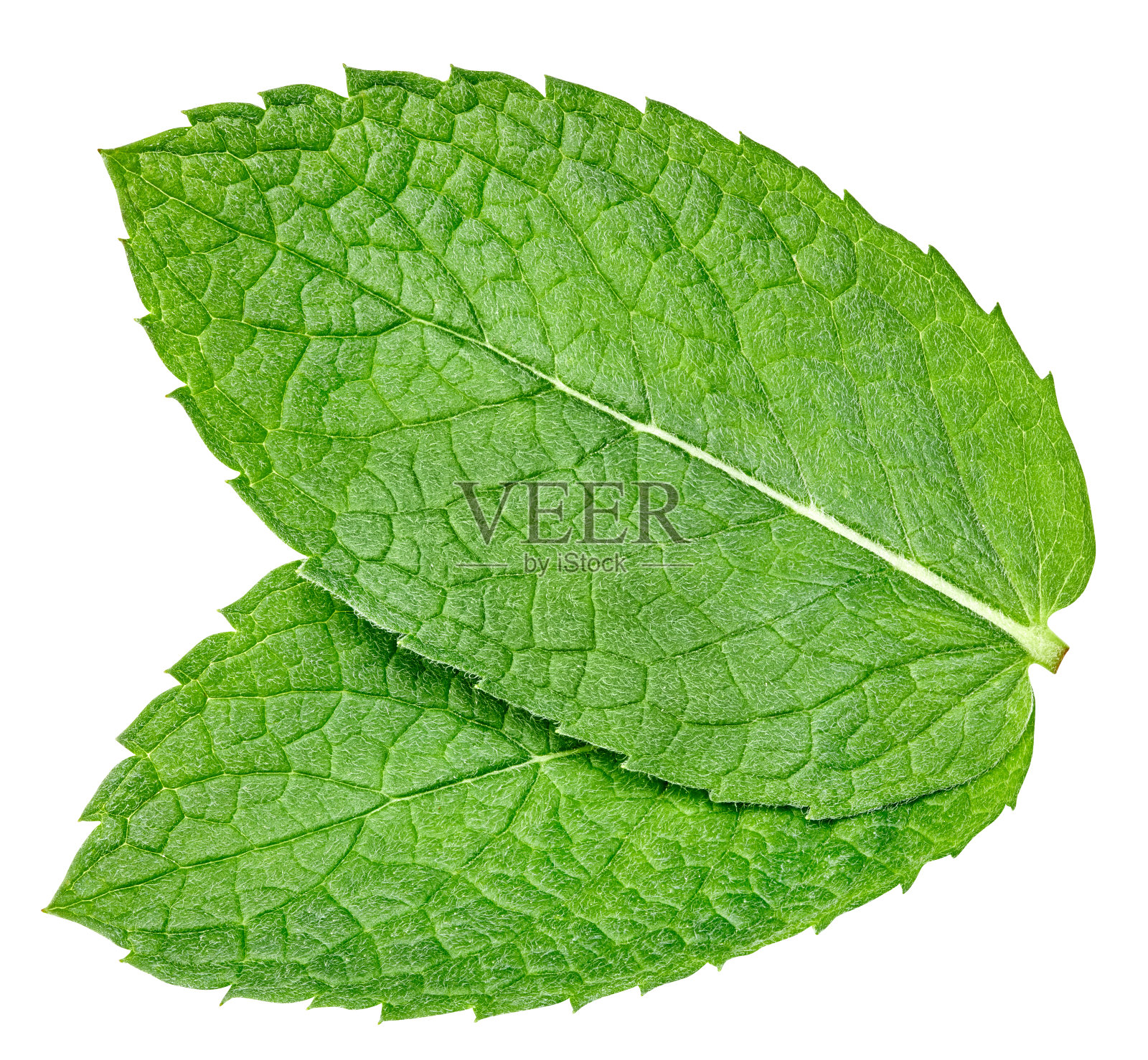 薄荷叶上隔着一片白色照片摄影图片