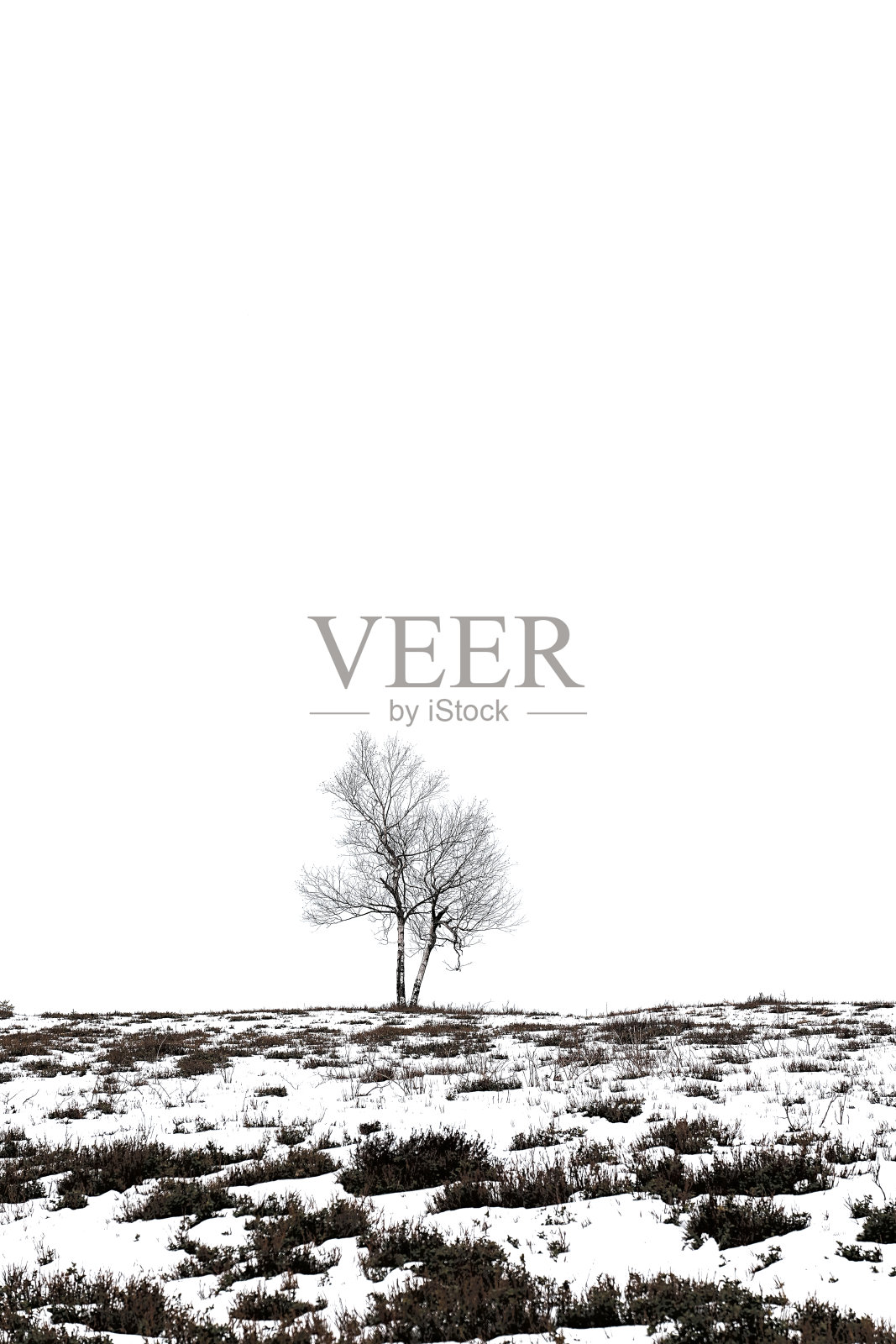 雪山上的草丛和远处的树照片摄影图片