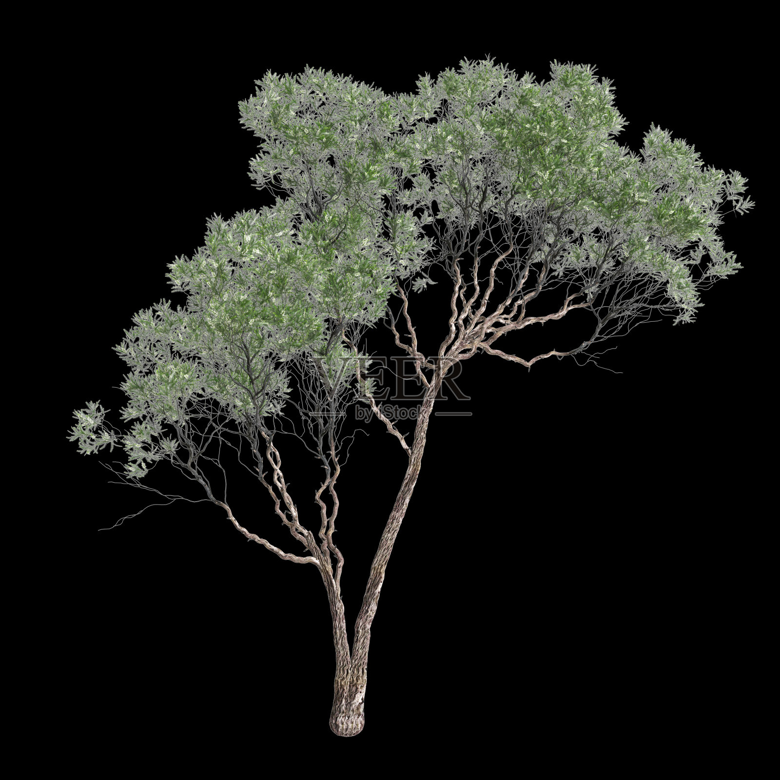 三维插图千层杉树孤立在黑色背景照片摄影图片