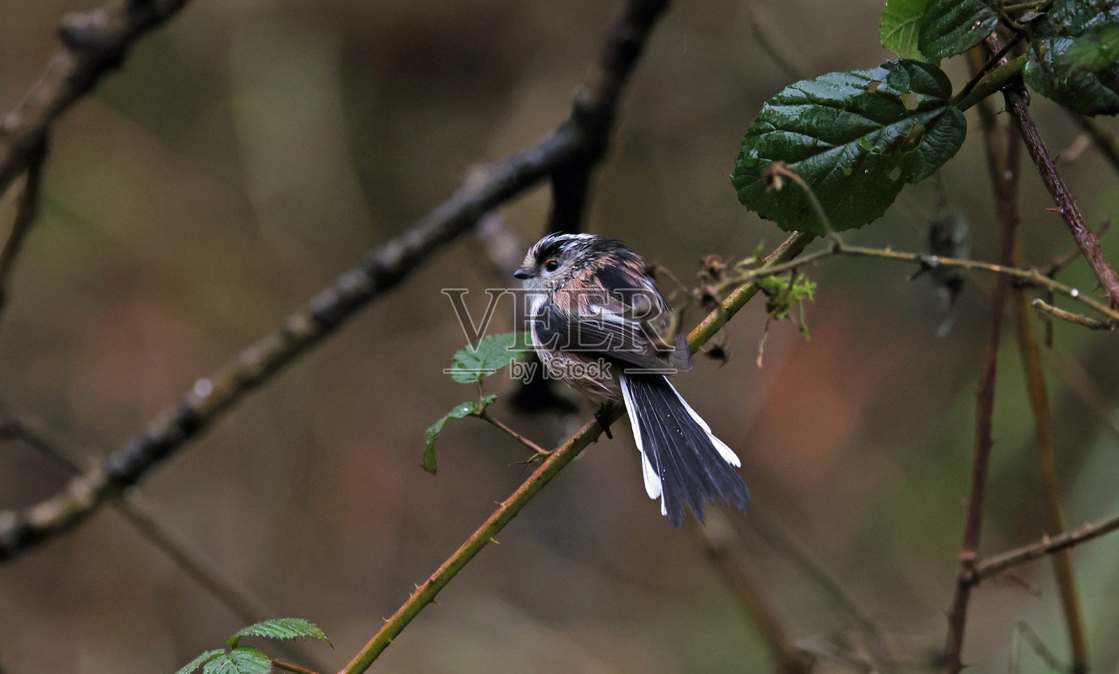 长尾山雀栖息在雨中照片摄影图片