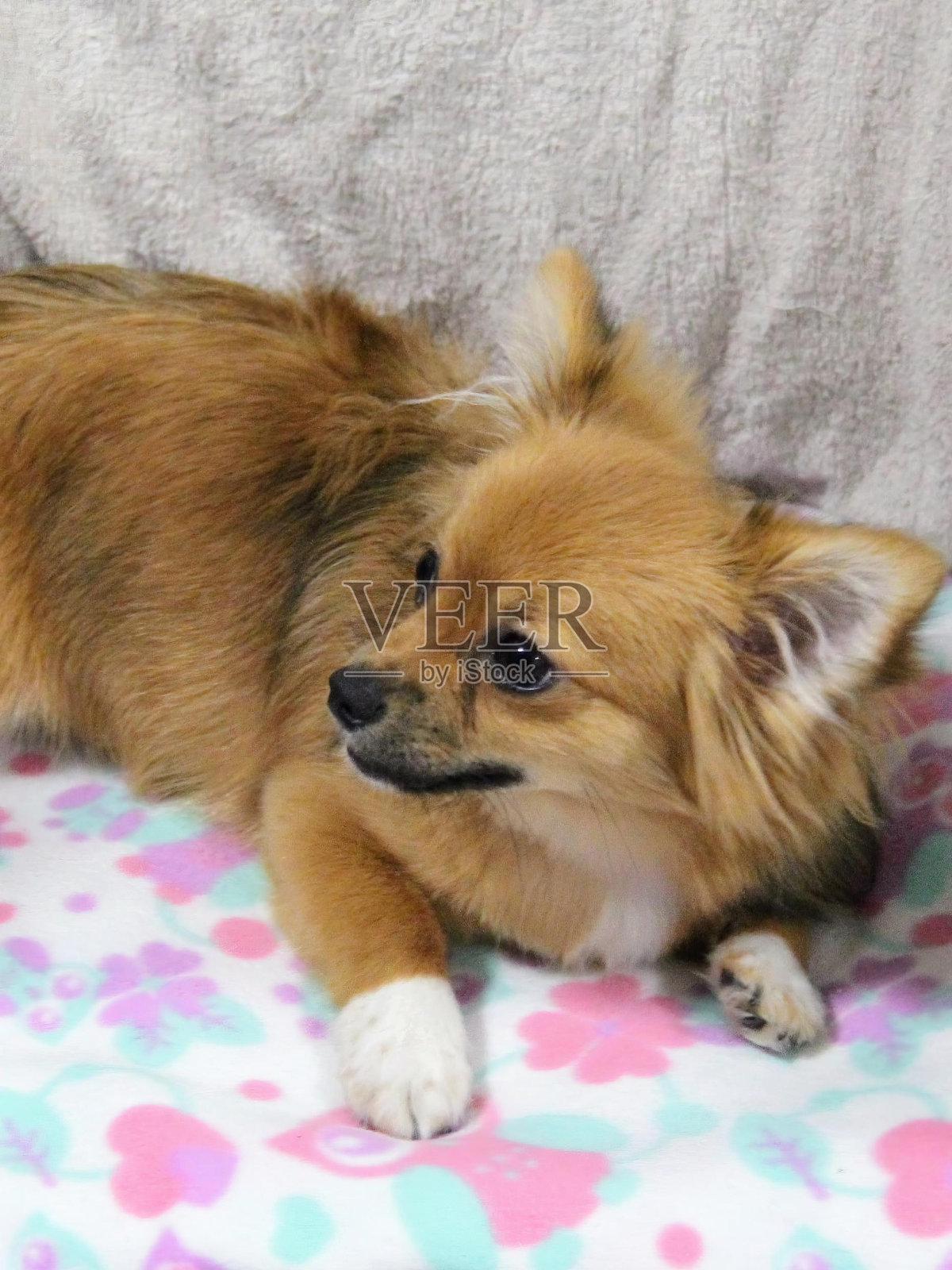 一张小狗躺在沙发毯子上的照片。照片摄影图片