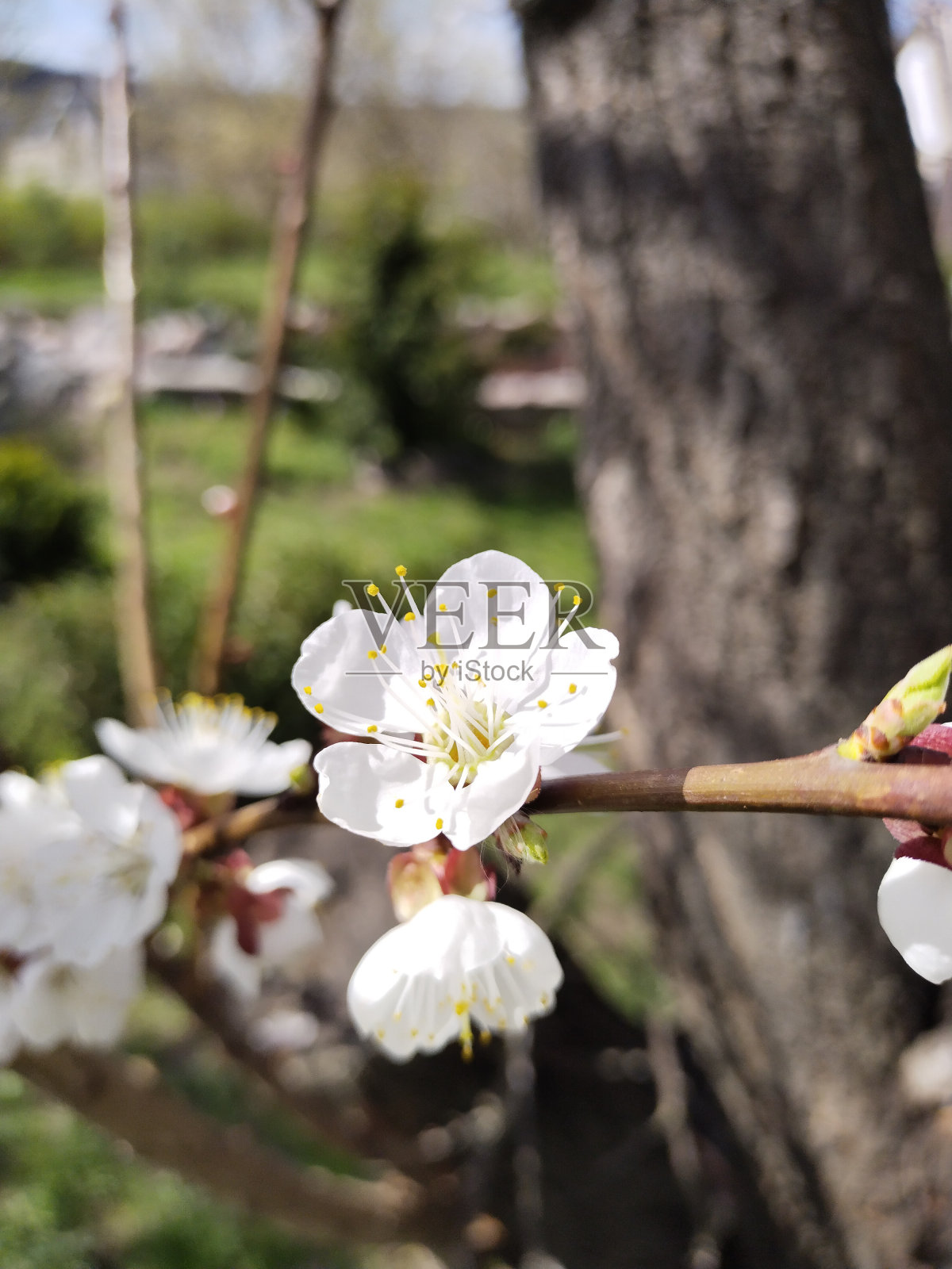 杏树在春天开花照片摄影图片