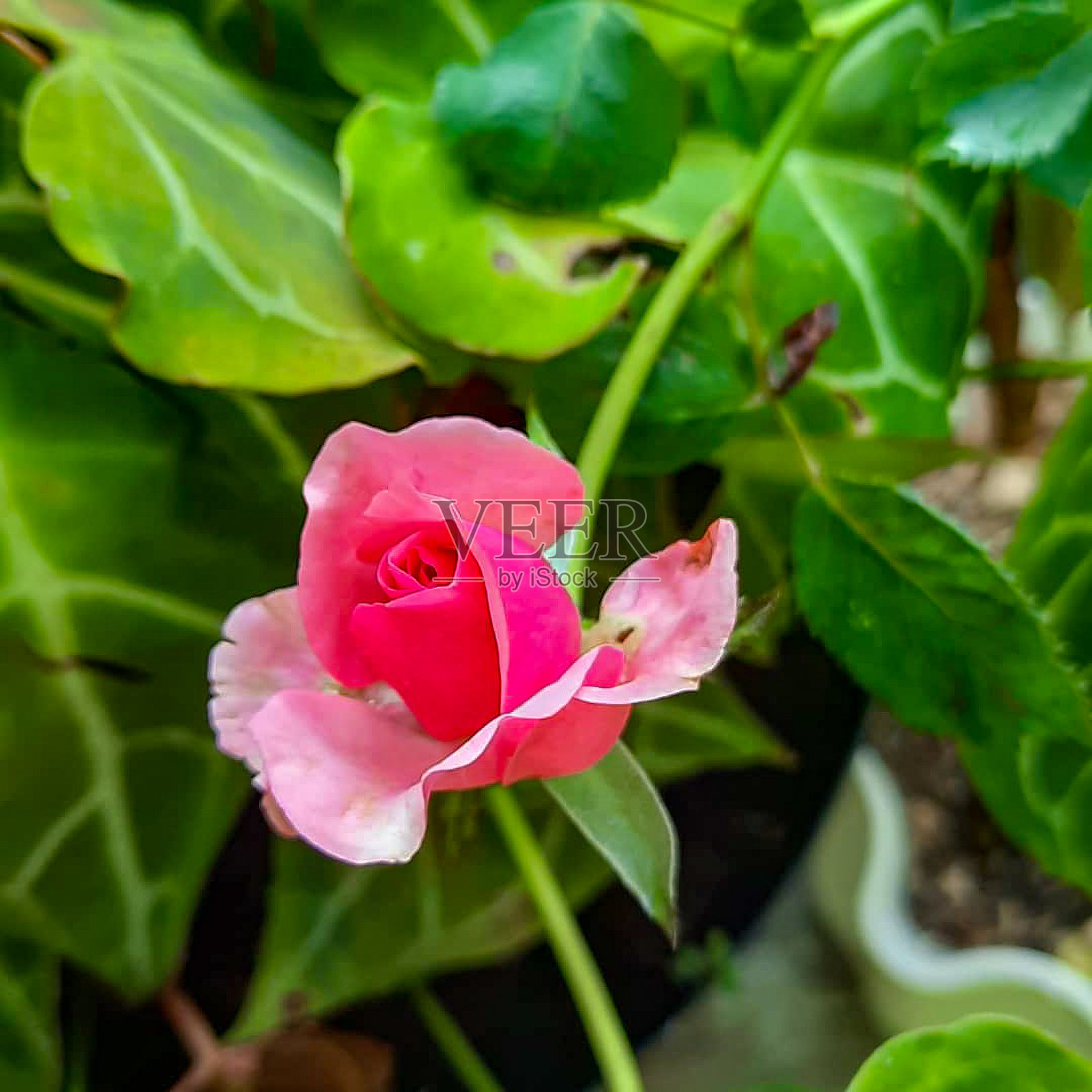 近距离选择性聚焦粉红玫瑰与露珠照片摄影图片