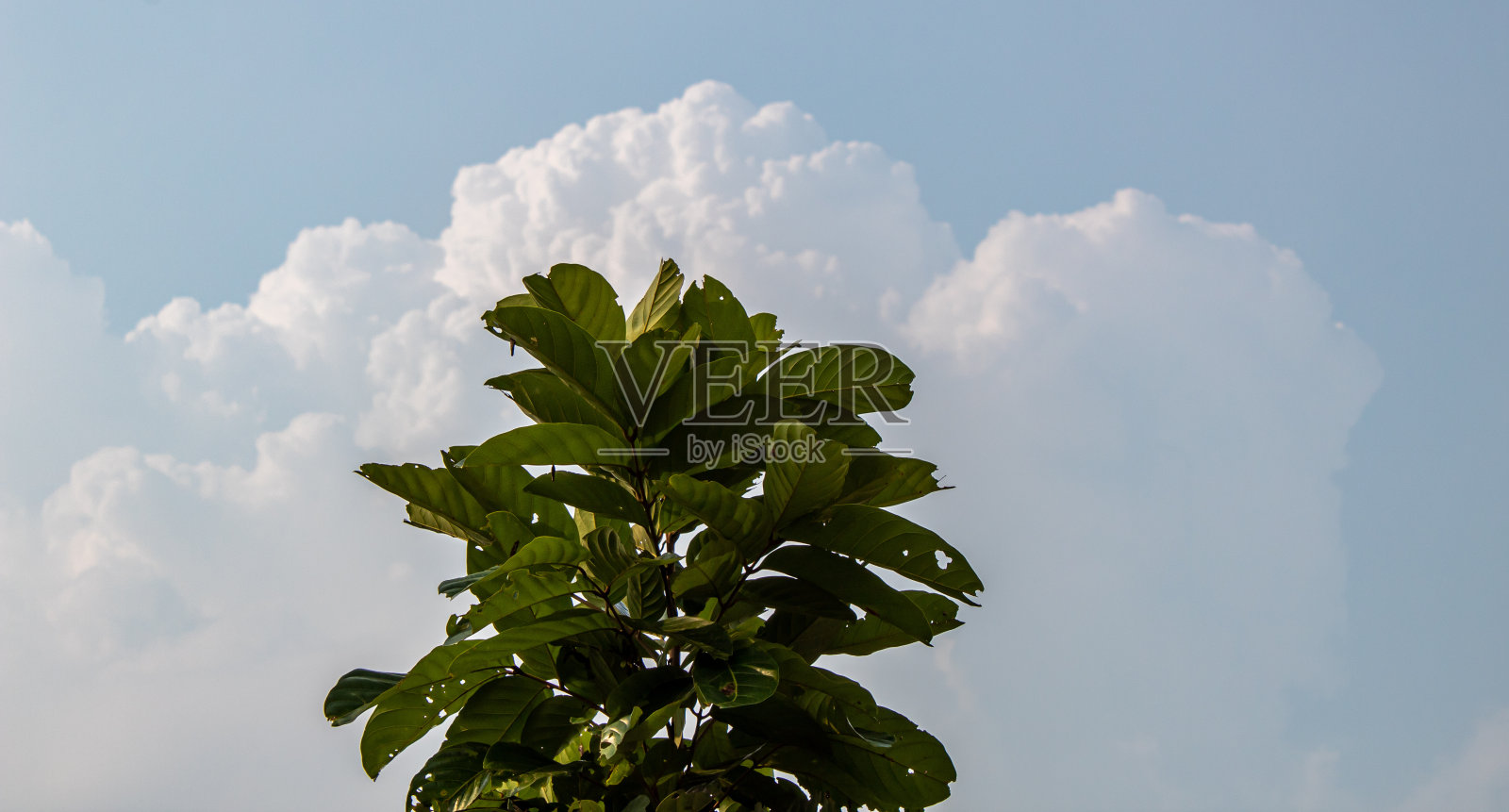 选择性聚焦水晶番石榴树照片摄影图片