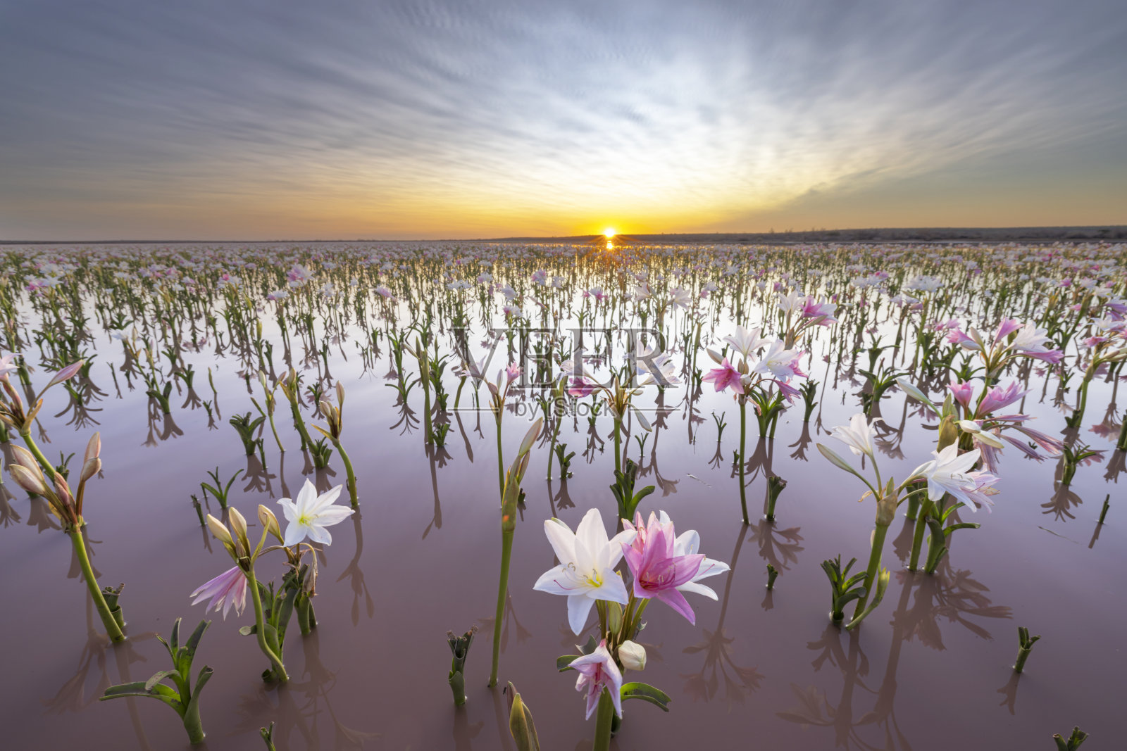 日落时水中的百合花照片摄影图片