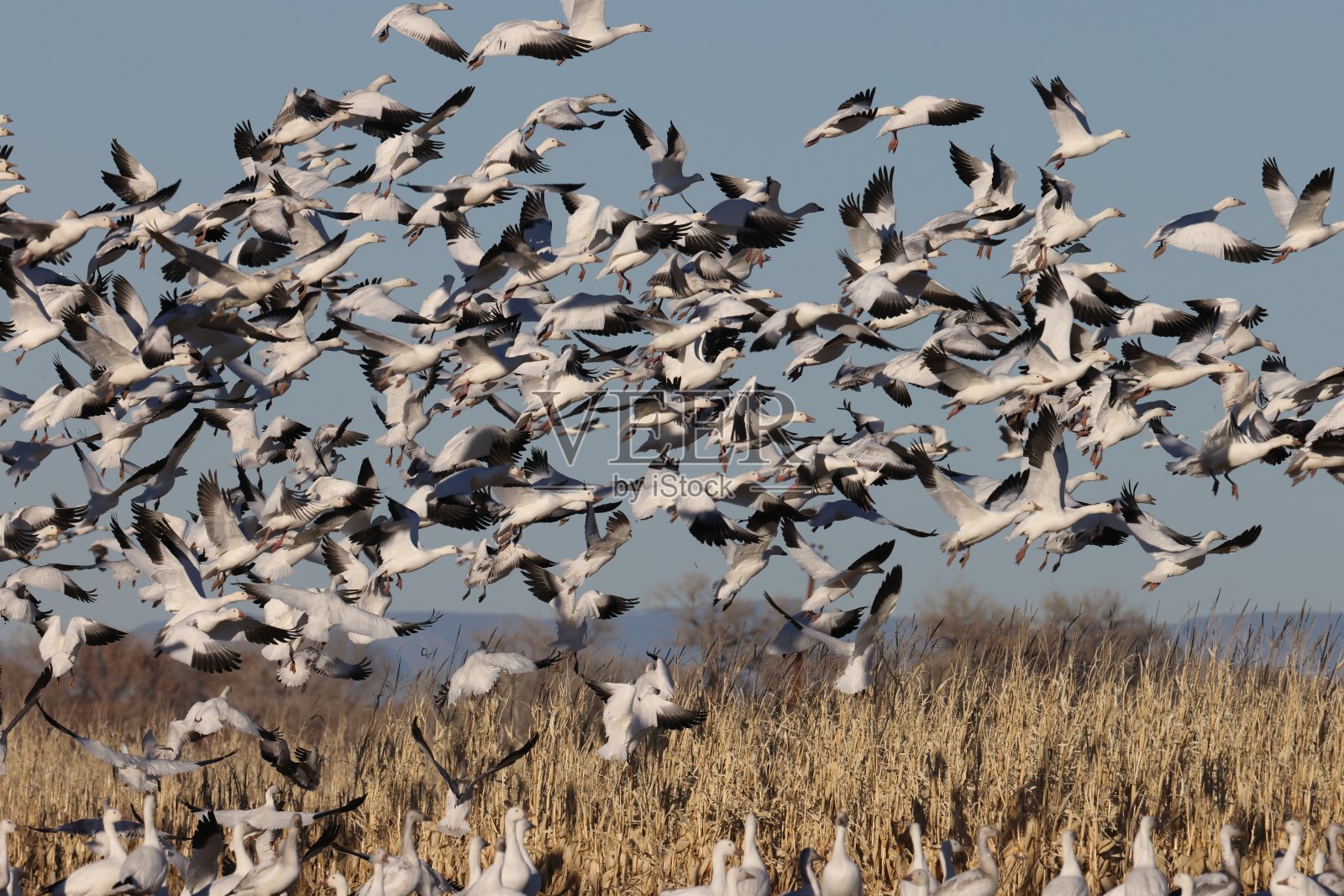 美国新墨西哥州博斯克市贝尔纳多水禽区雪雁照片摄影图片