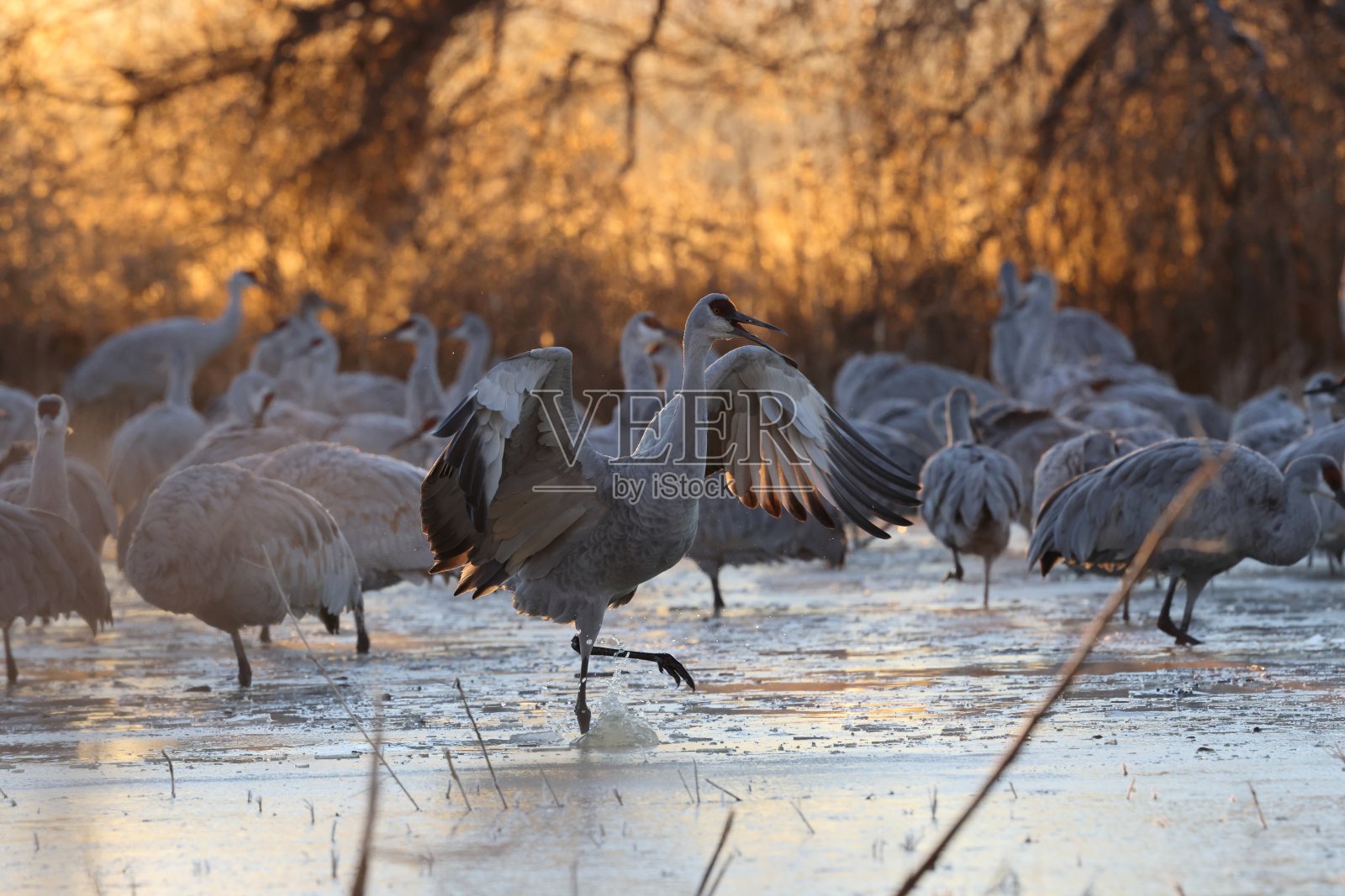 沙丘鹤贝尔纳多水禽区博斯克，新墨西哥州，美国照片摄影图片