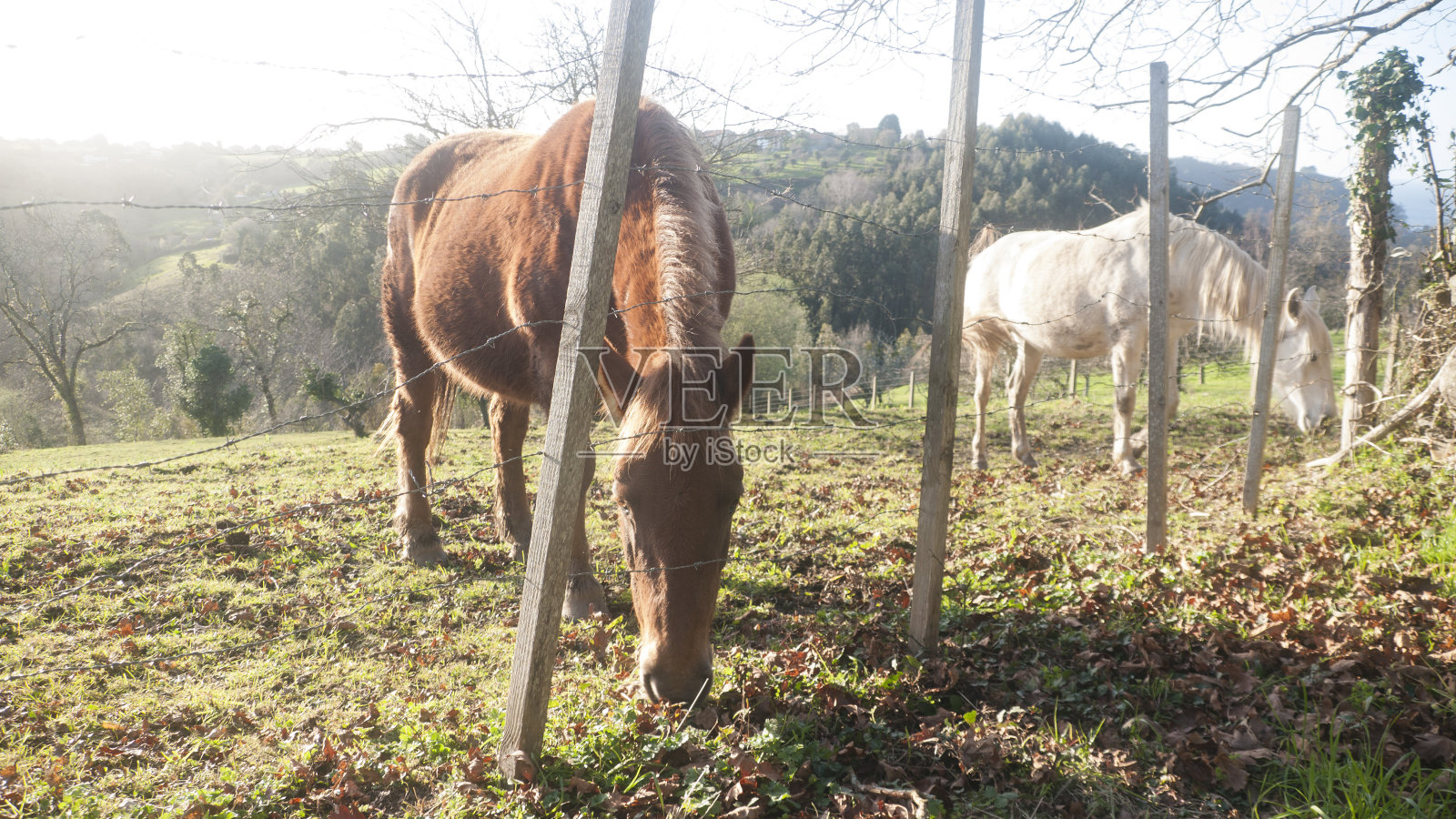 在牧场上吃草的马照片摄影图片
