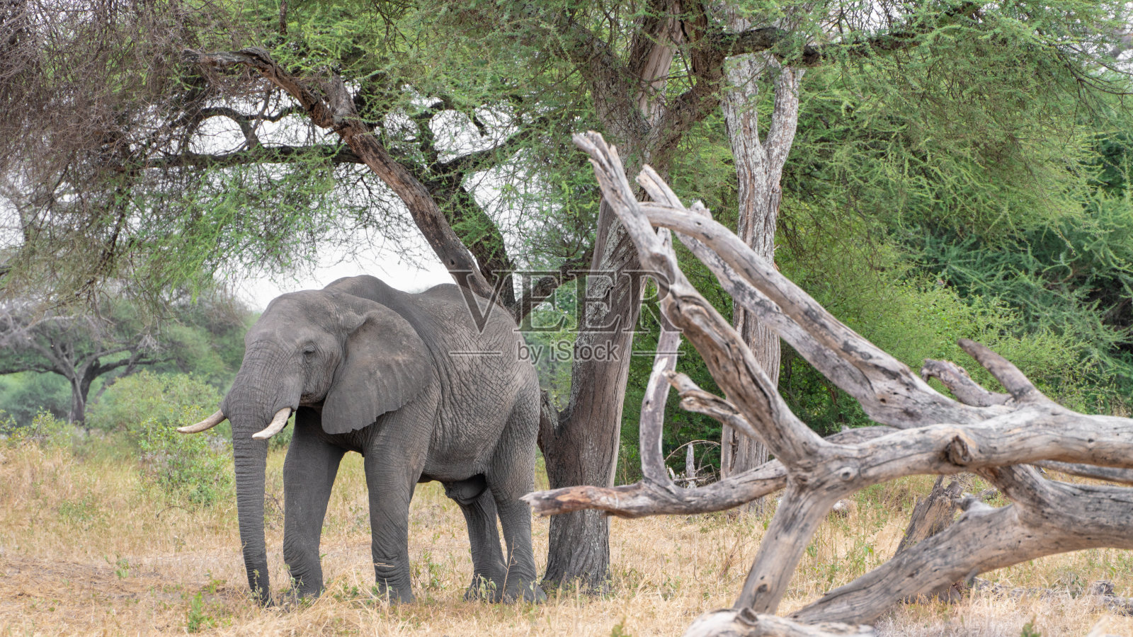 站在树下的成年大象，一群角马在泥土平面上，背景是一小片水、湖和树线照片摄影图片