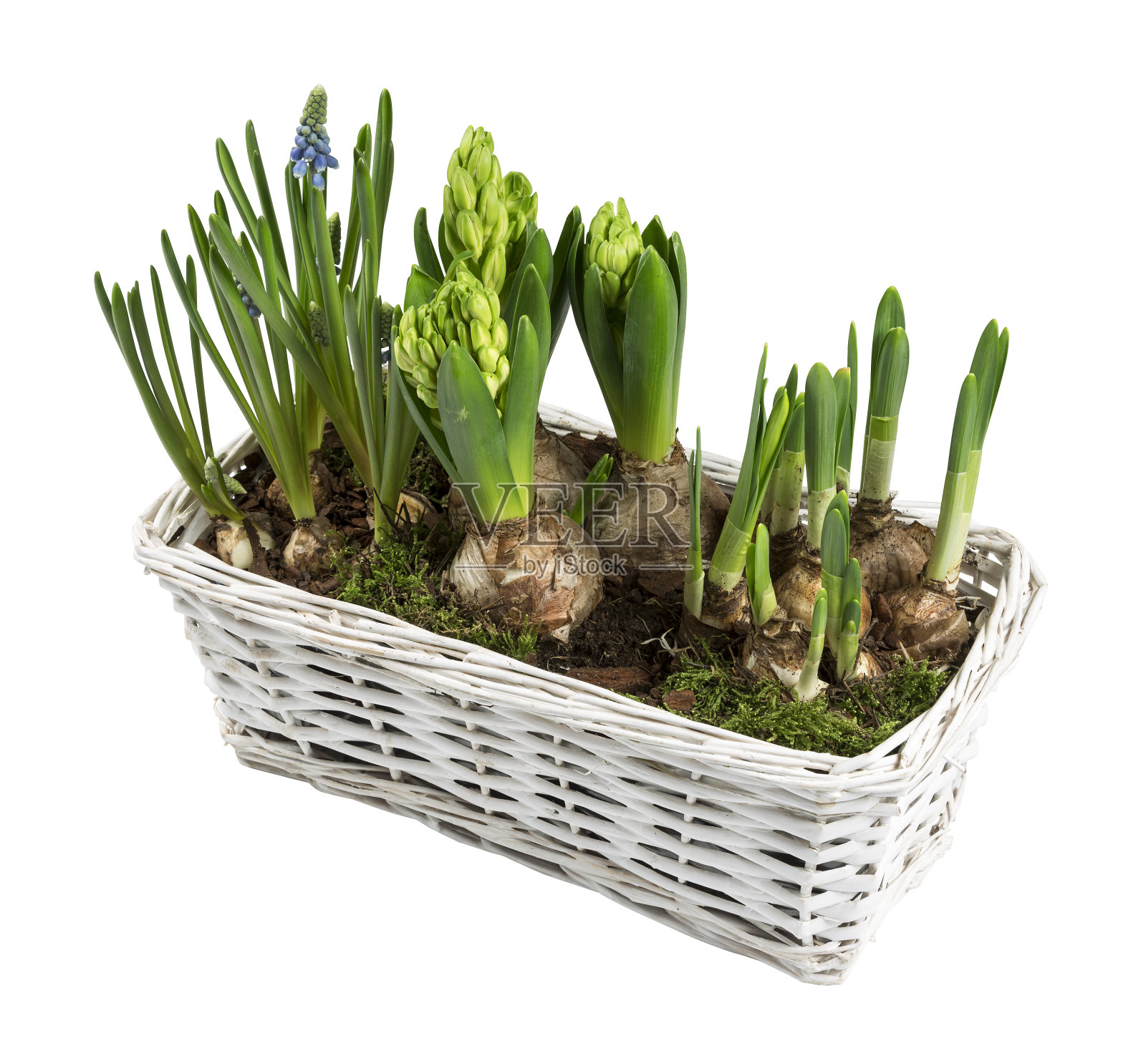 白柳条篮与春花隔离照片摄影图片