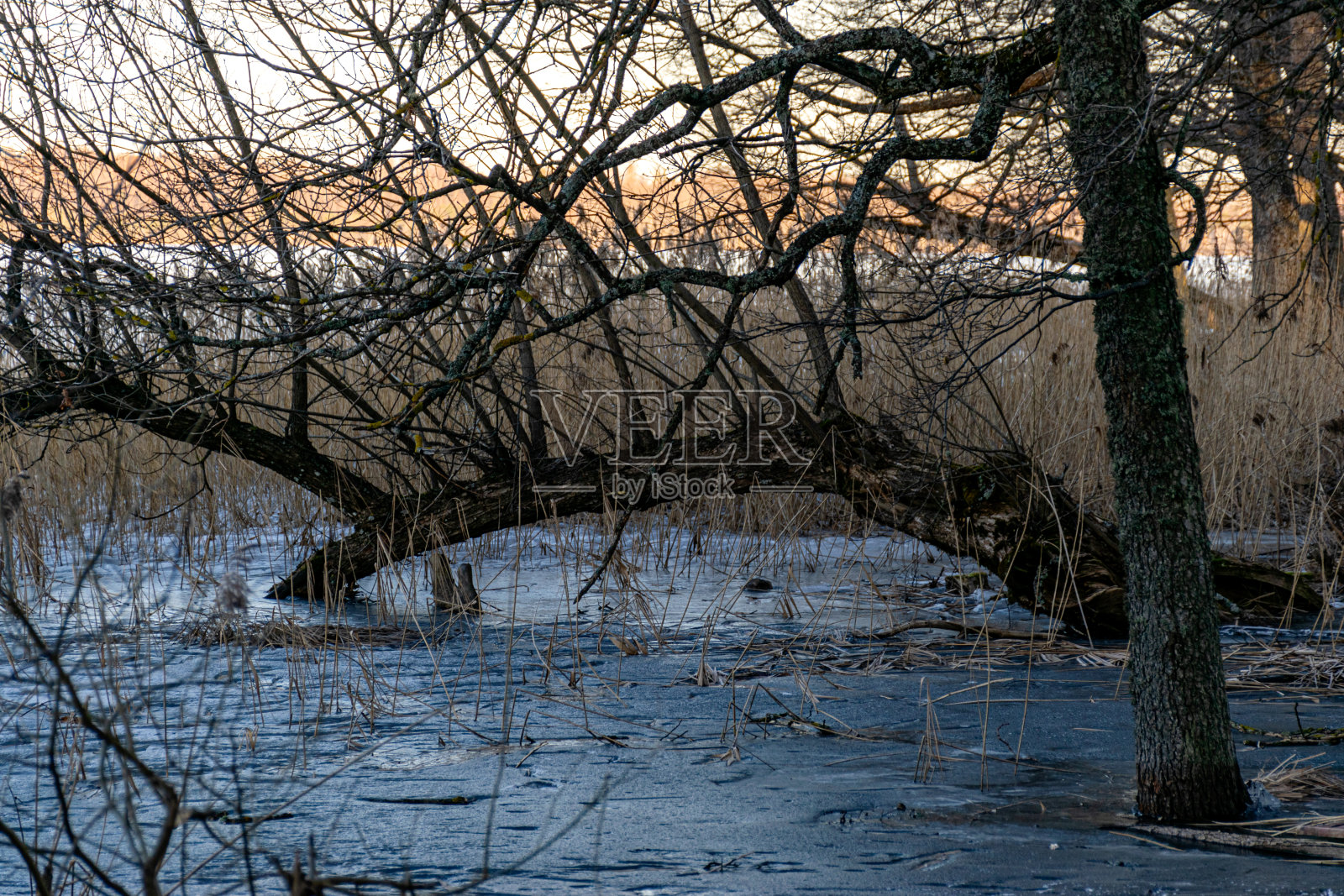 春天的清晨，黄昏，沼泽湖岸，湖岸上的弃船，冬末，春意盎然照片摄影图片