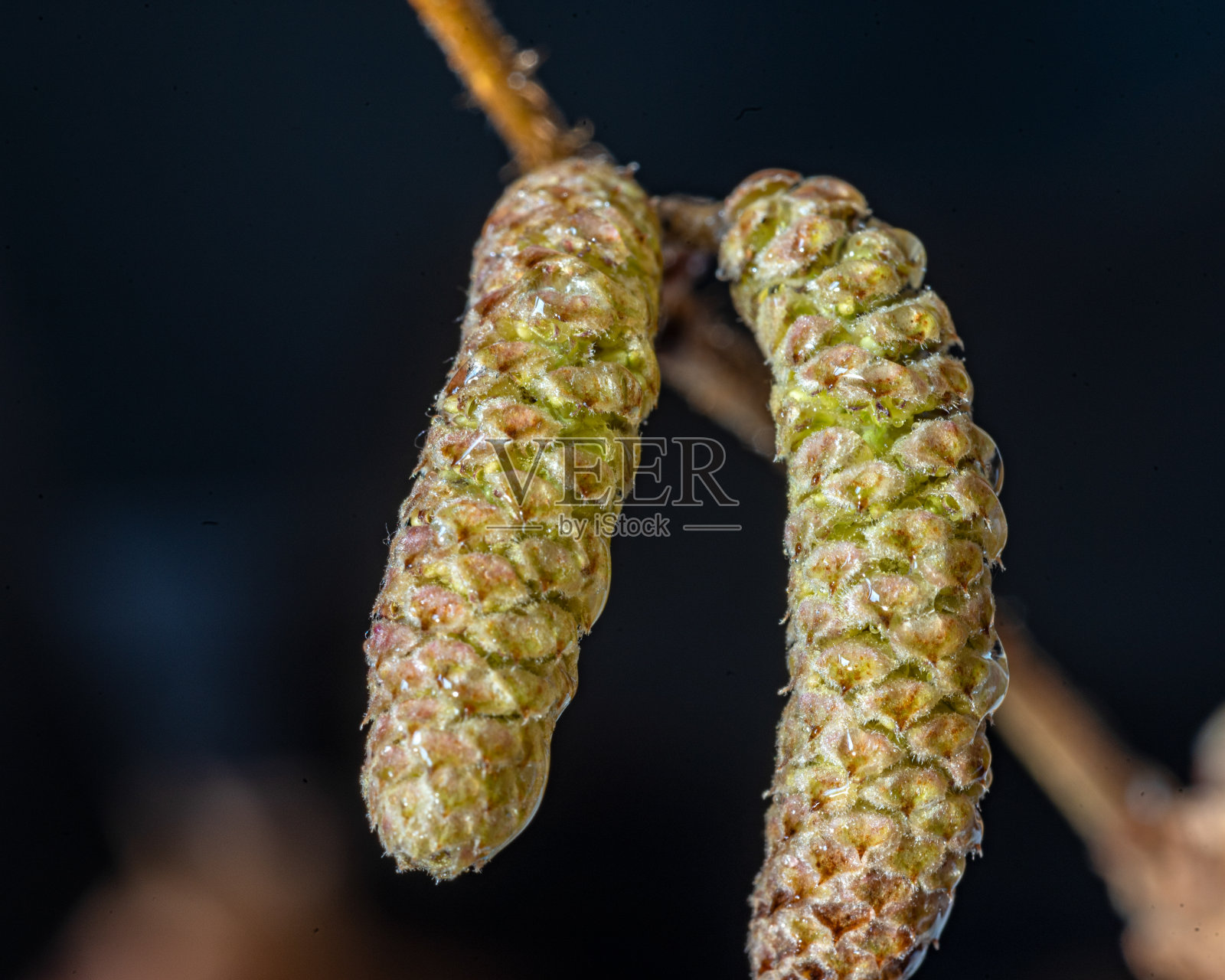 微距摄影，植物特写，野生榛子花特写，微距摄影照片摄影图片