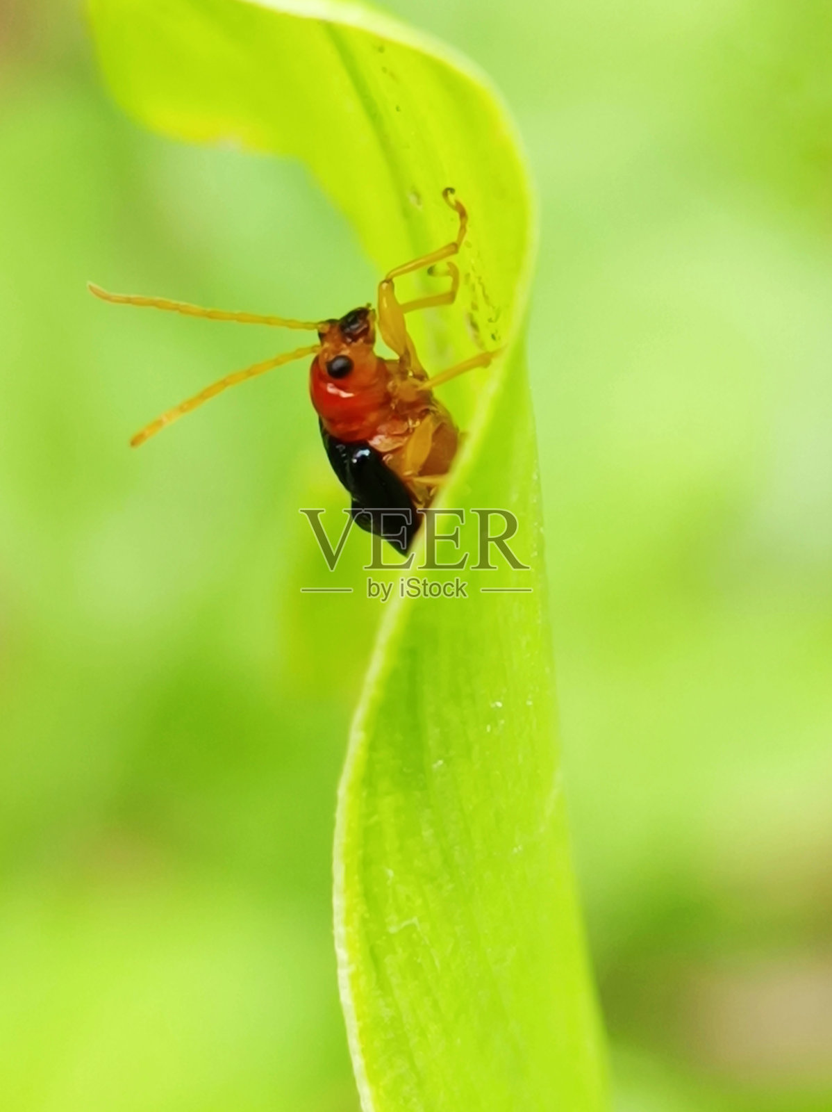 园林鹅毛粉虱昆虫的选择焦点照片摄影图片