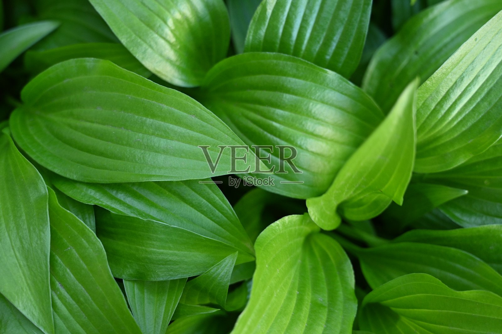 宏观纹理的一片木叶，宏观亮绿的叶片纹理，叶脉特写照片摄影图片