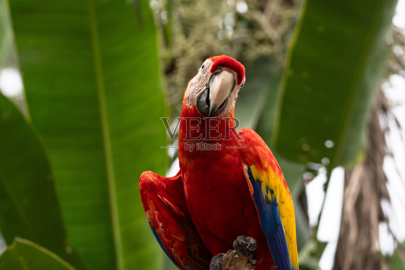 红金刚鹦鹉照片摄影图片