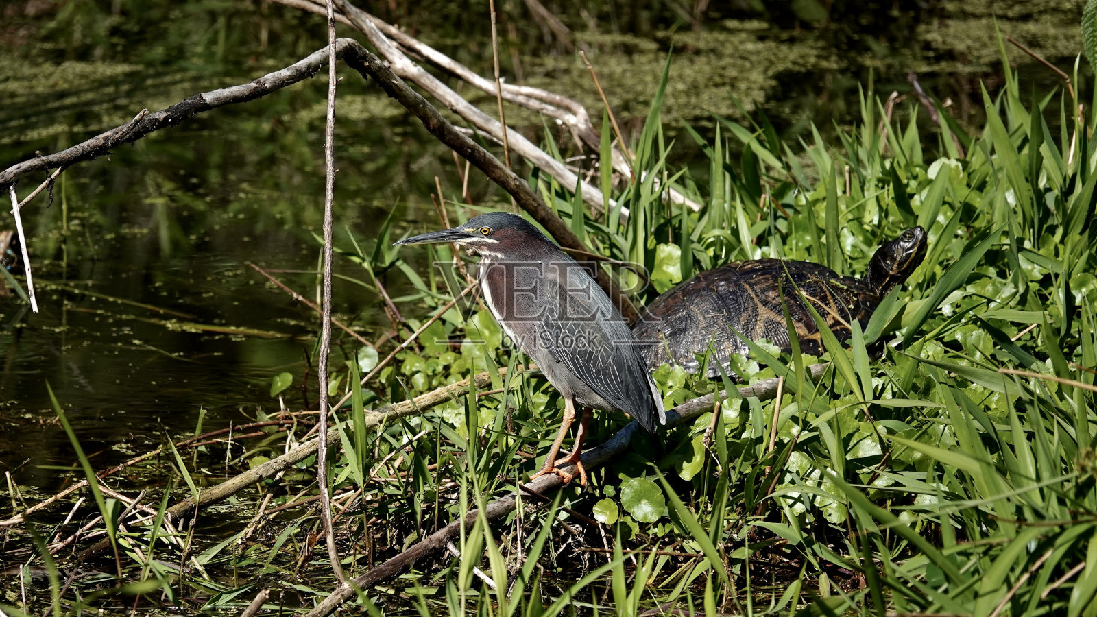 绿鹭和海龟照片摄影图片