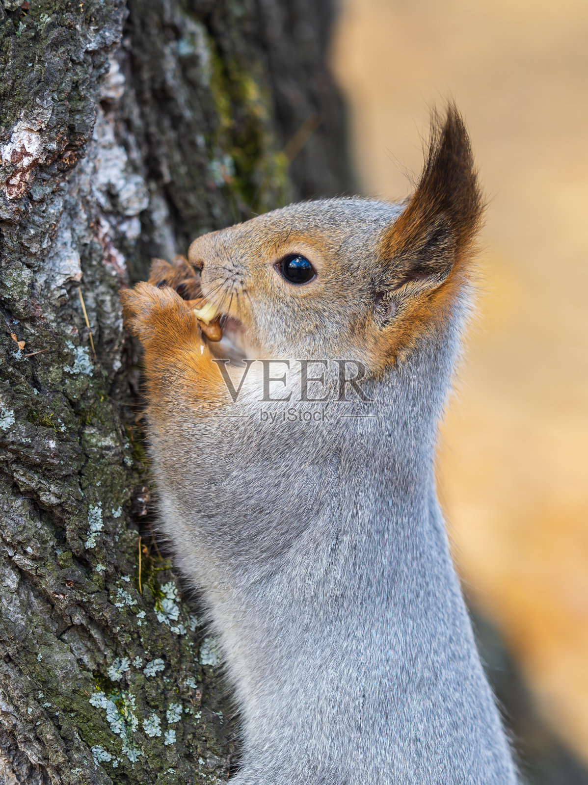 春天或夏天，吃坚果的松鼠栖息在树枝上。松鼠的特写肖像照片摄影图片