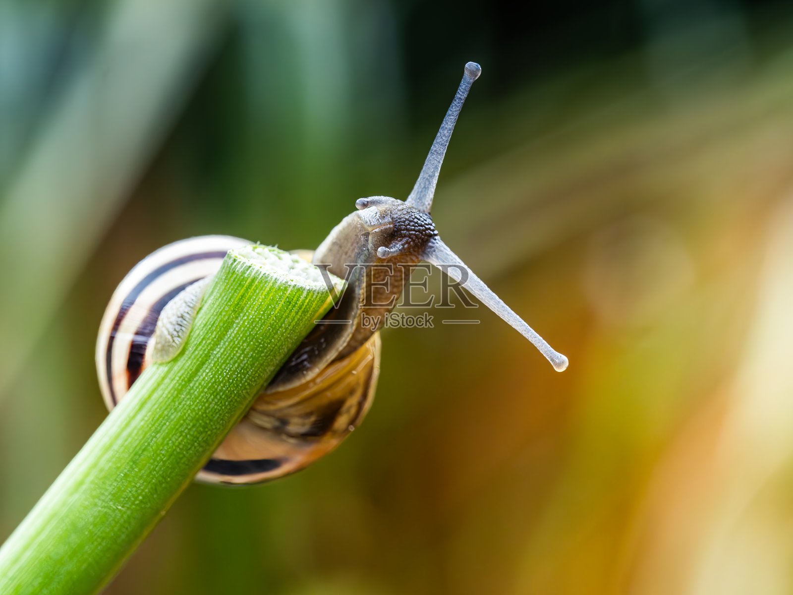 带壳的大蜗牛在路上爬行。螺旋蜗牛也罗马蜗牛，勃艮第蜗牛，食用蜗牛或蜗牛。一只蜗牛在叶子上的特写，软焦点的阿卡蒂纳蜗牛照片摄影图片