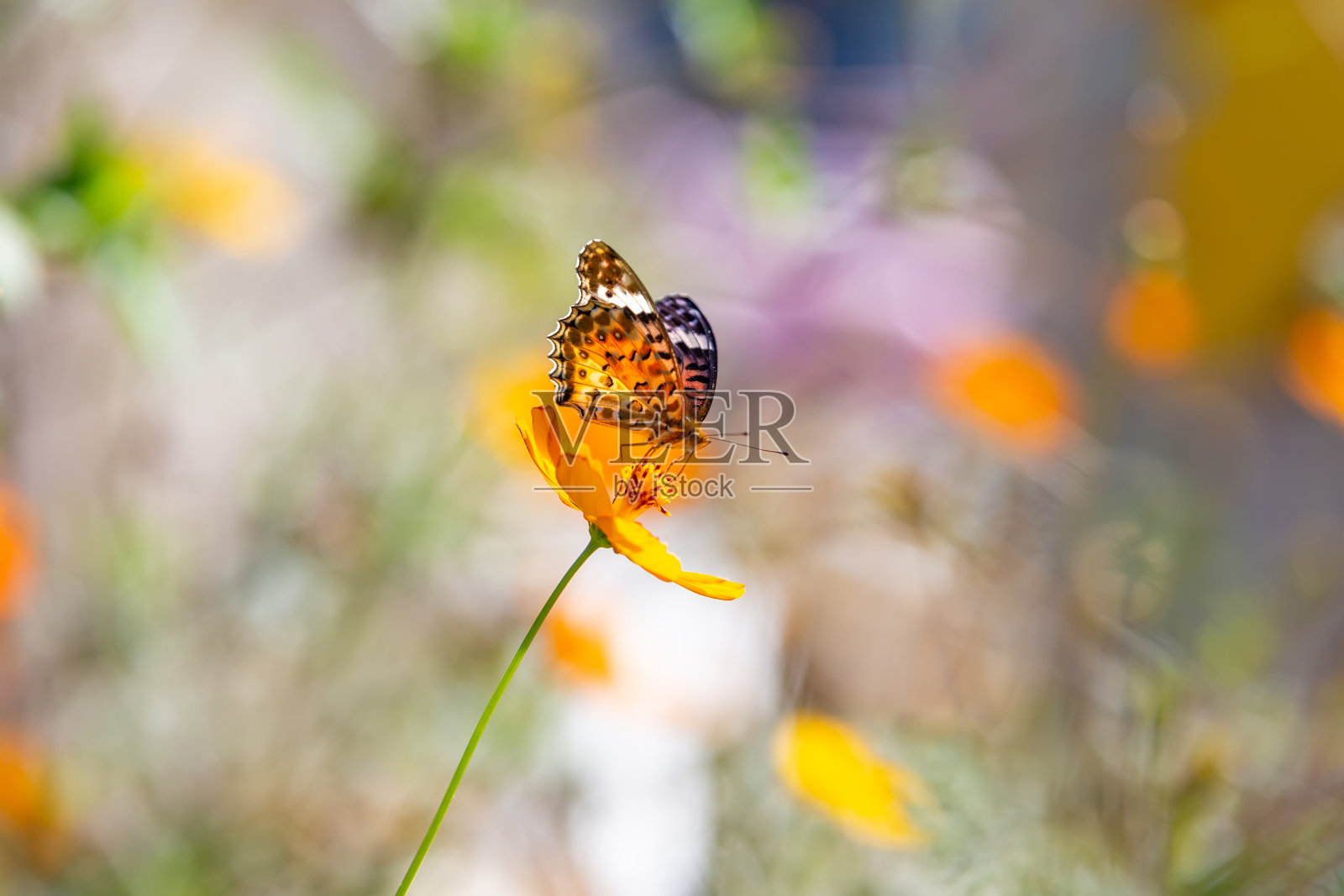 一只蝴蝶坐在花瓣上照片摄影图片