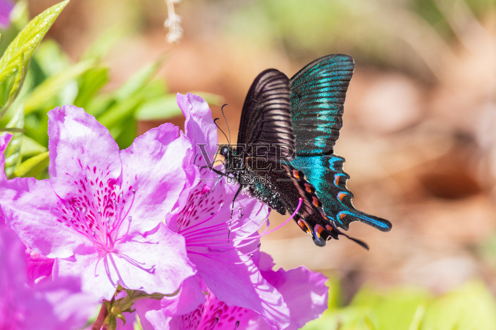 一只蝴蝶坐在花瓣上照片摄影图片