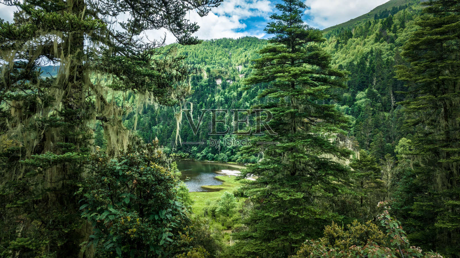 松树在美丽的森林景观照片摄影图片