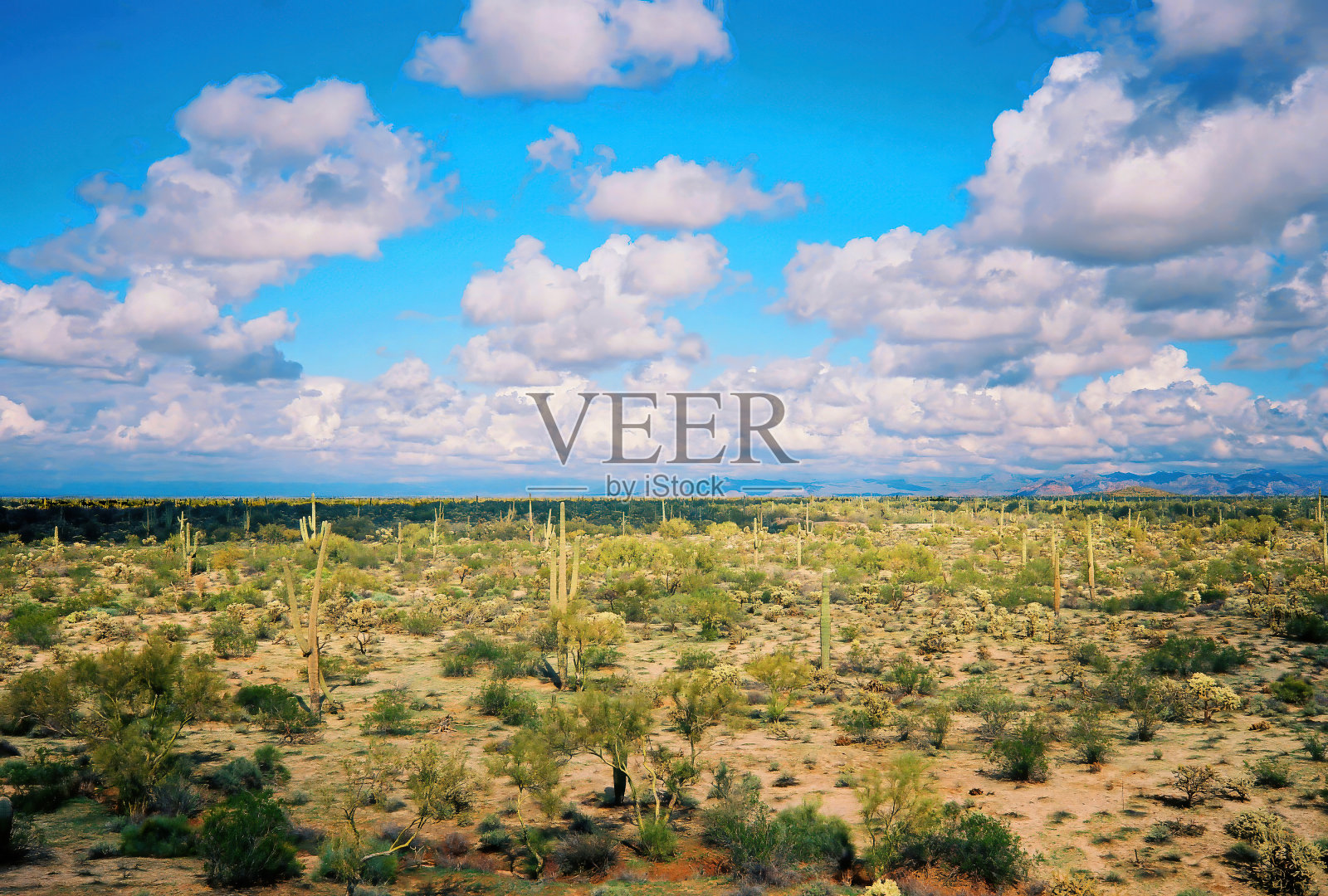 亚利桑那州中部索诺拉沙漠照片摄影图片