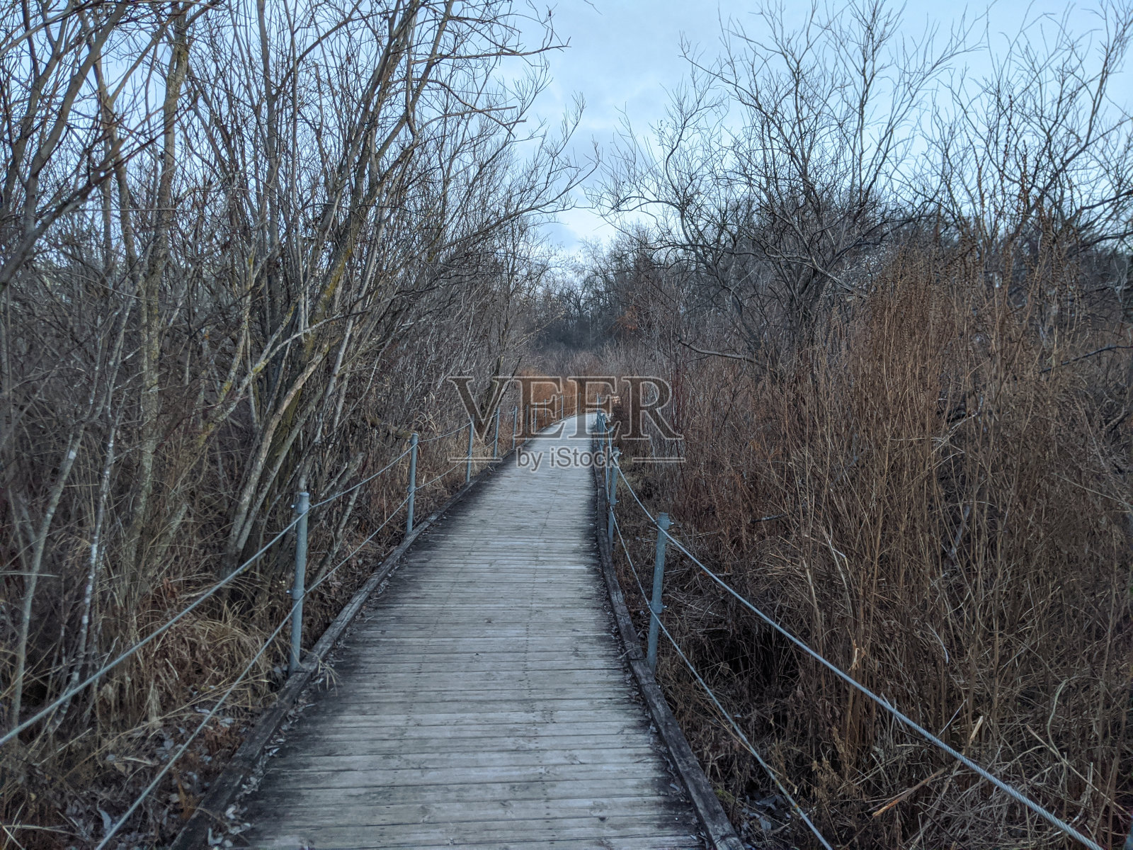 湿地的冬天照片摄影图片