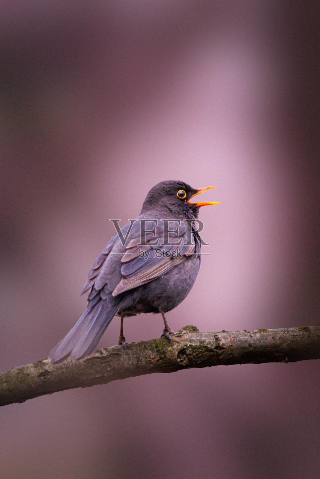 黑色背景上歌唱的黑鸟照片摄影图片