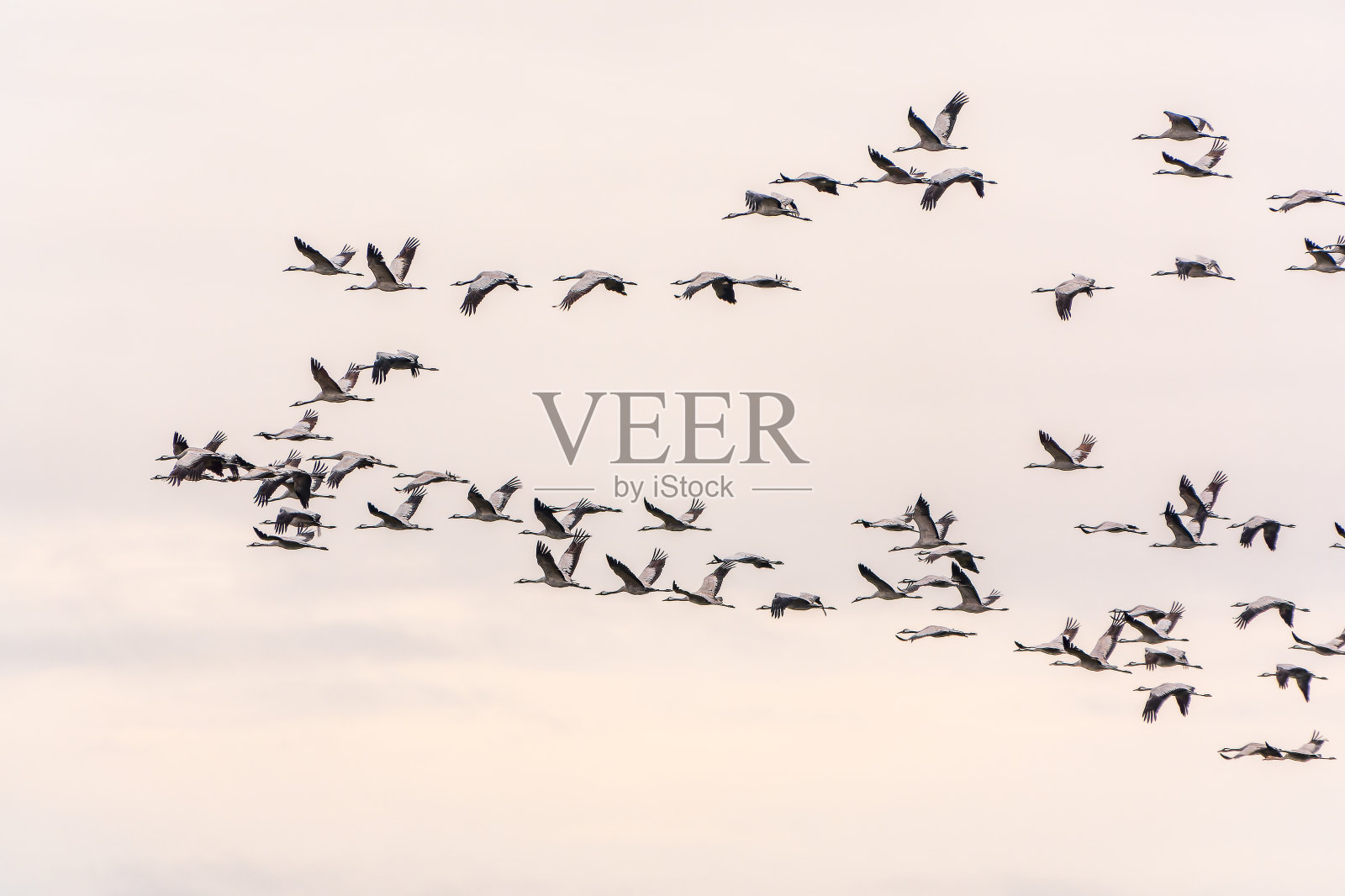 飞鹤群映蓝天照片摄影图片