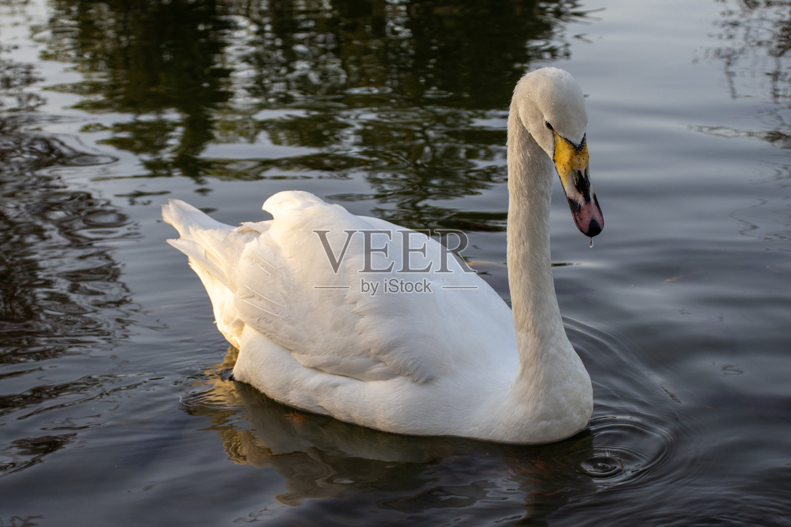 一只长着黄喙的天鹅优雅地在湖里游泳照片摄影图片