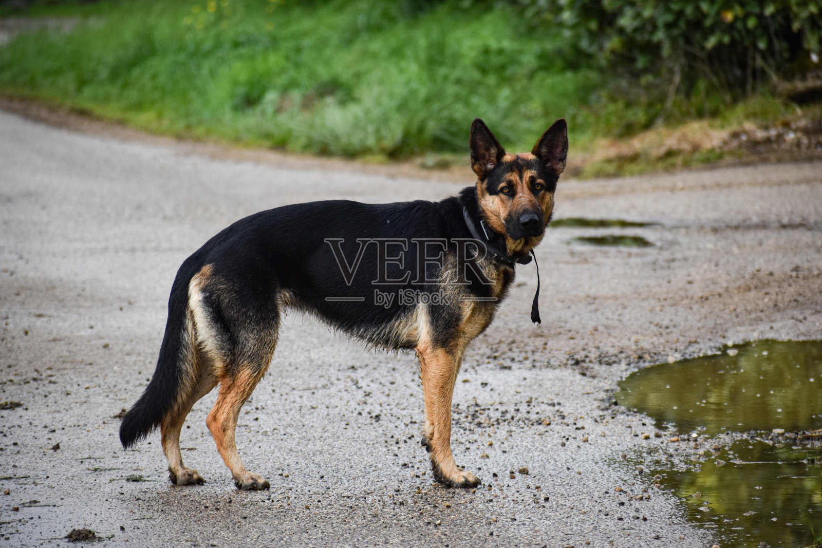德国牧羊犬照片摄影图片