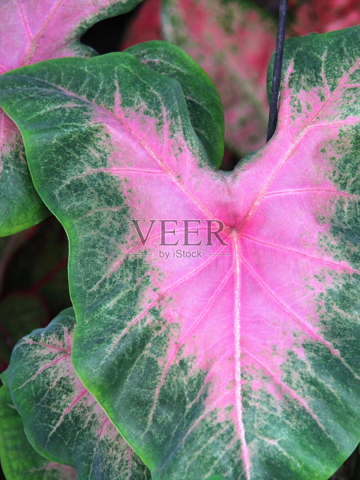 一张植物的照片，有粉红色和绿色的叶子。照片摄影图片