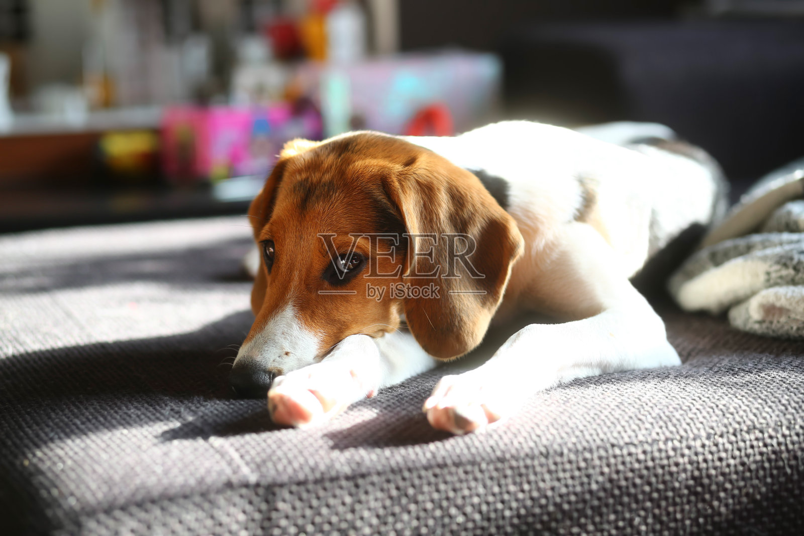 一只5个月大的爱沙尼亚猎犬小狗躺在沙发上的照片照片摄影图片