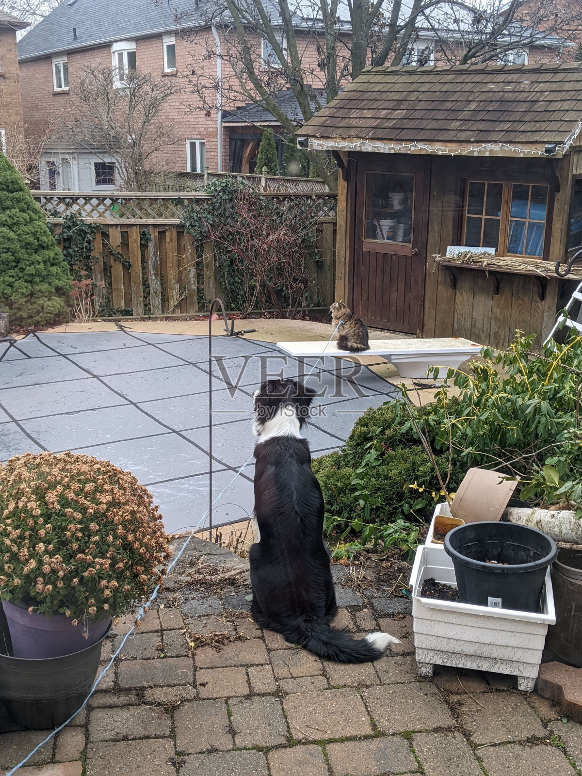 一只寄宿制牧羊犬照片摄影图片