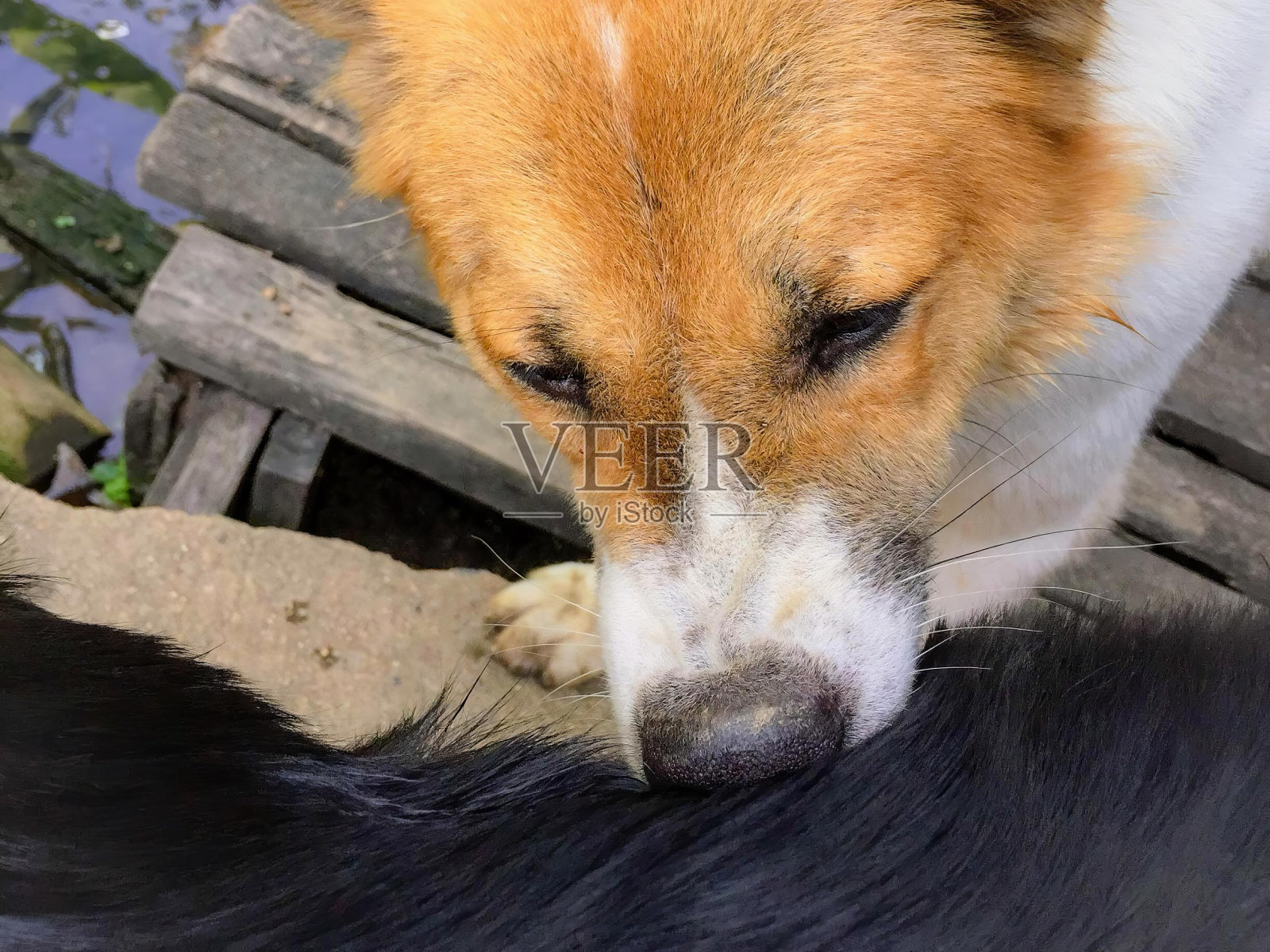 一张狗在木凳上嗅狗鼻子的照片。照片摄影图片