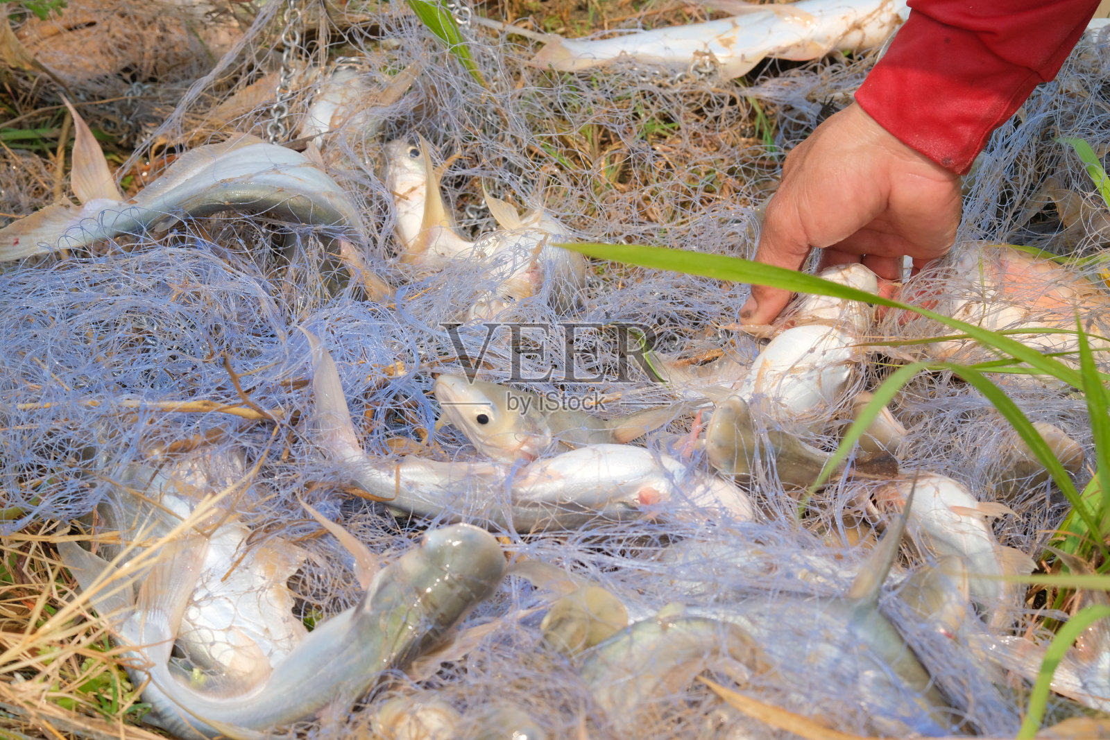 渔网里有许多鱼。照片摄影图片