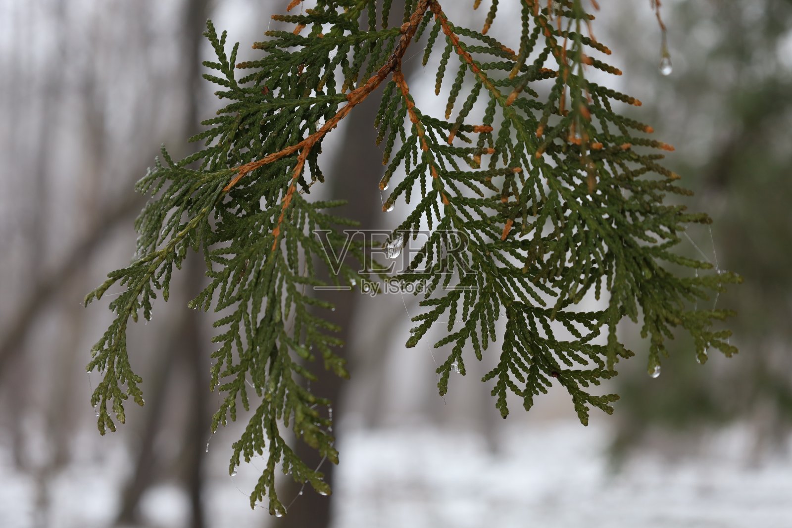 冬天森林里的雪松叶子上有雨滴照片摄影图片